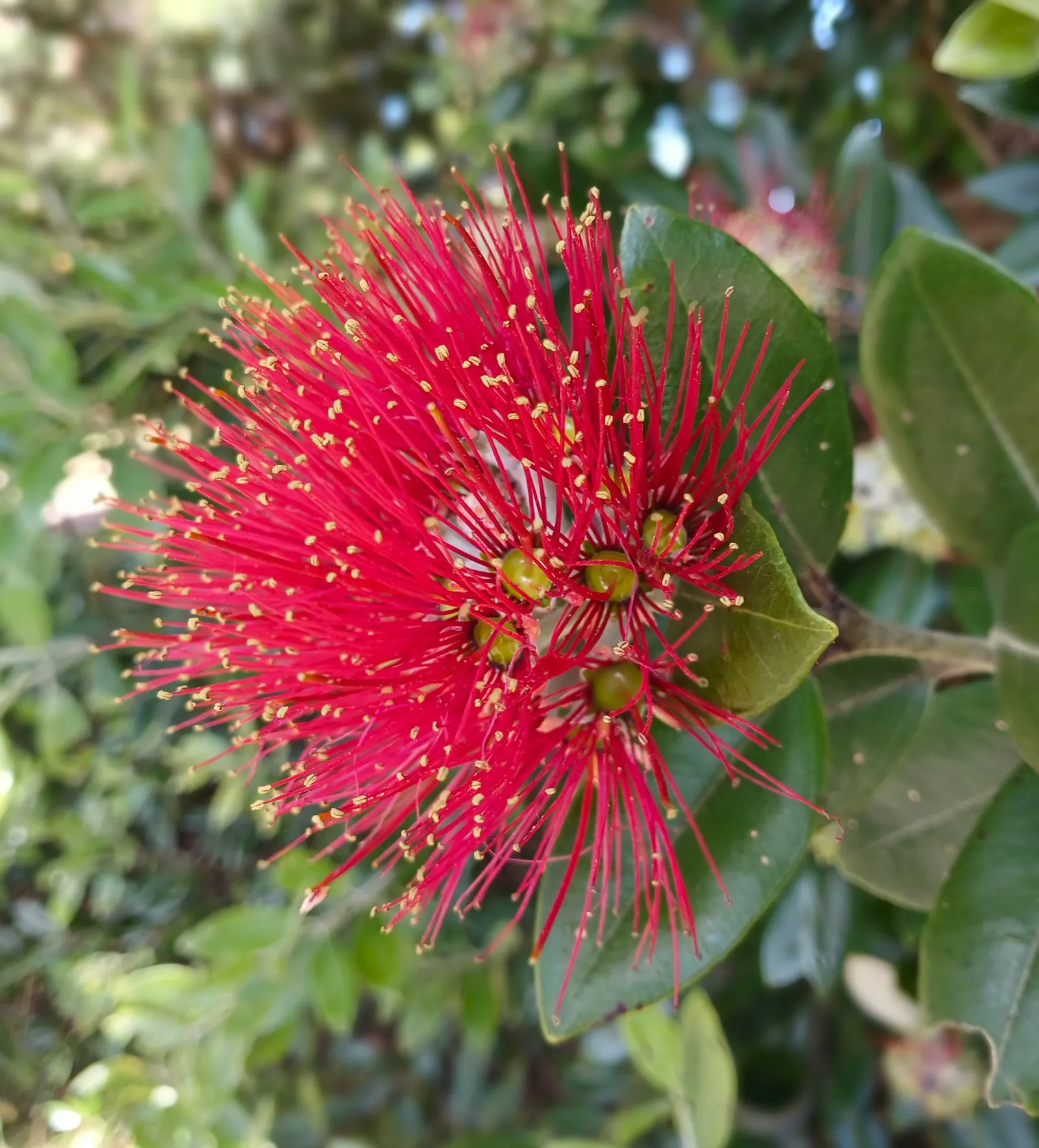 New Zealand Christmas Tree (Metrosideros Excelsa) — the New Zealand Christmas Tree demands ample space to flourish fully; widely known as, image 40