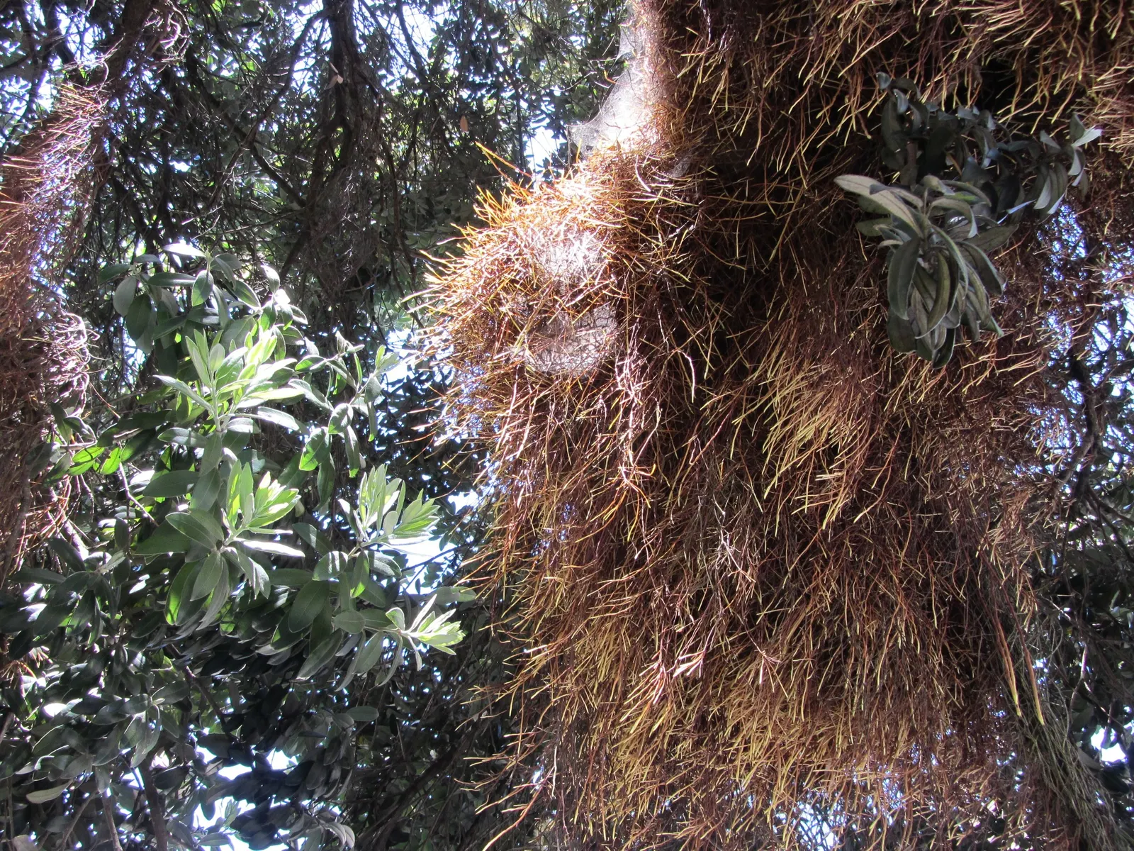 New Zealand Christmas Tree (Metrosideros Excelsa) — constitutes a hallmark species for coastal regions; spreading canopy of 20 to 35 feet wide, image 38