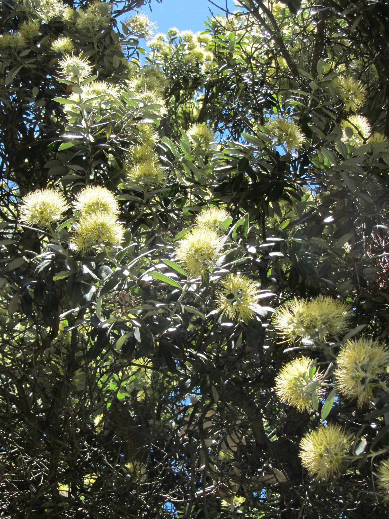 New Zealand Christmas Tree (Metrosideros Excelsa) — shrub / tree for full; it requires periodic maintenance