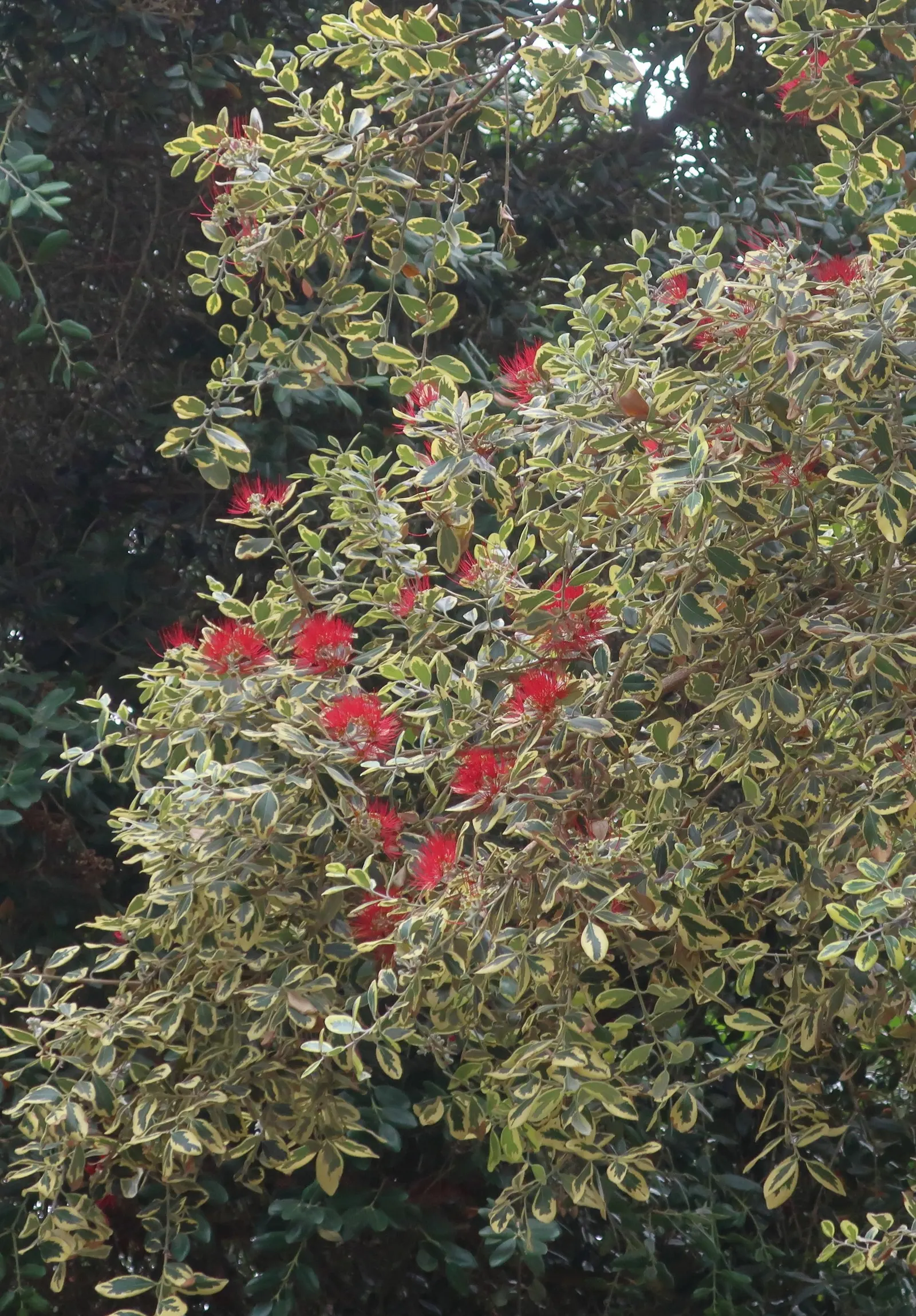 New Zealand Christmas Tree (Metrosideros Excelsa) — Metrosideros excelsa thrives in USDA hardiness zones 9 through 11; the New Zealand, image 44