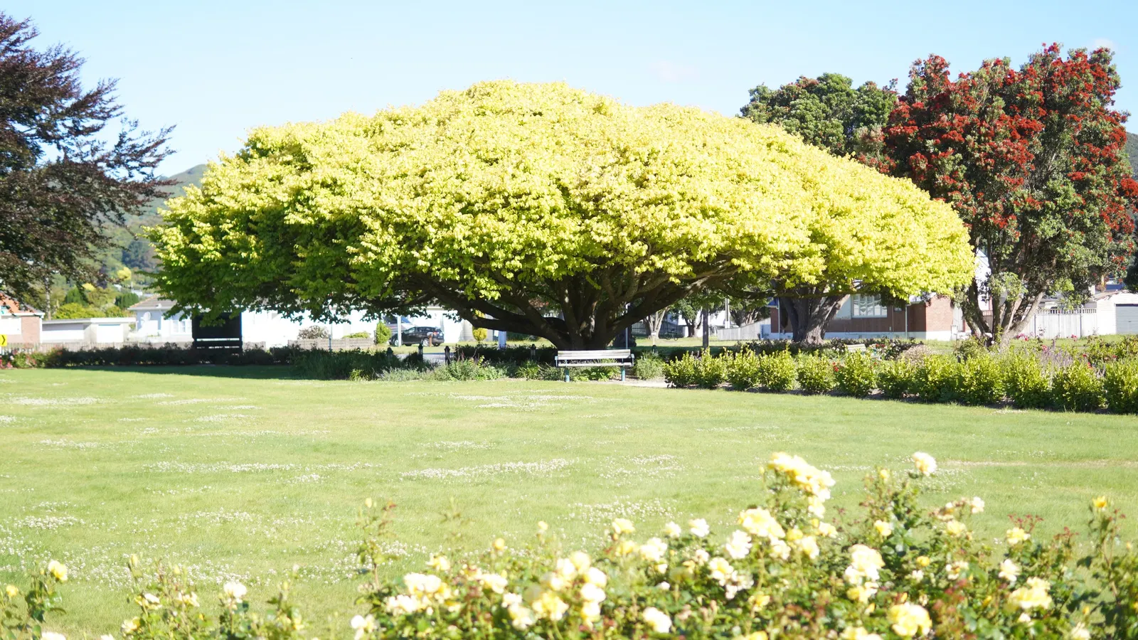 New Zealand Christmas Tree (Metrosideros Excelsa) — shrub / tree with red blooms; constitutes a hallmark species for coastal regions, image 47