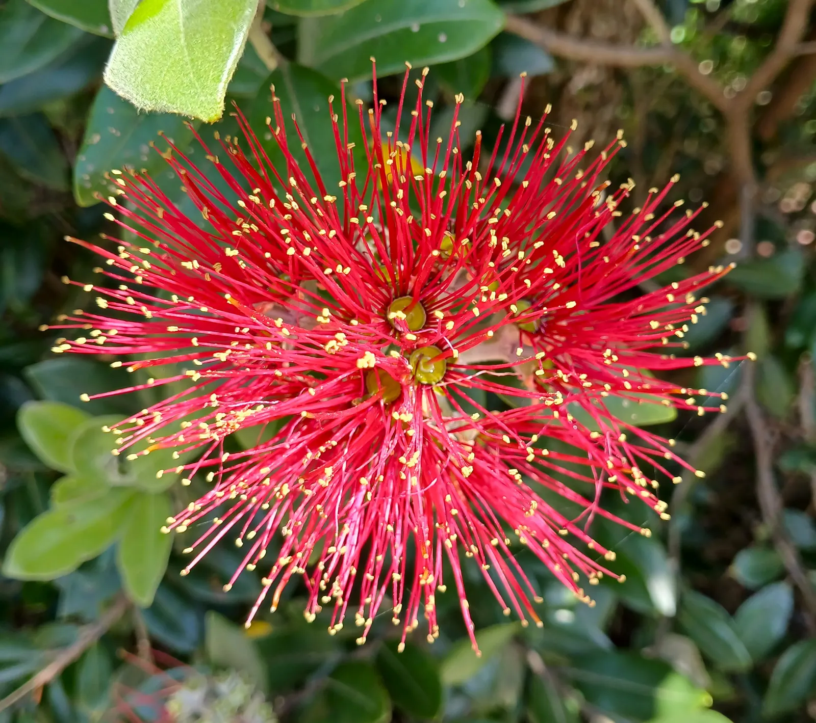 New Zealand Christmas Tree (Metrosideros Excelsa) — measuring about 2 to 5 inches in length; it boasts vibrant red, brush-like flowers blooming, image 42