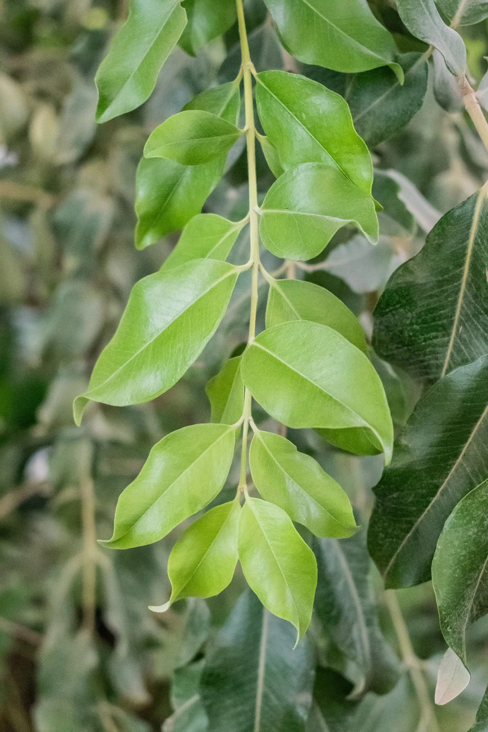 New Zealand Christmas Tree (Metrosideros Excelsa) — shrub / tree with red blooms; constitutes a hallmark species for coastal regions
