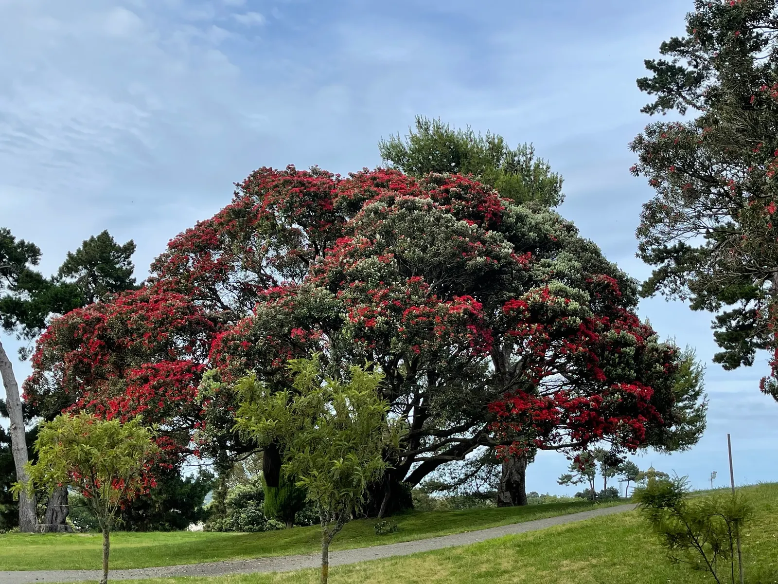 New Zealand Christmas Tree (Metrosideros Excelsa) — the New Zealand Christmas Tree demands ample space to flourish fully; widely known as, image 56