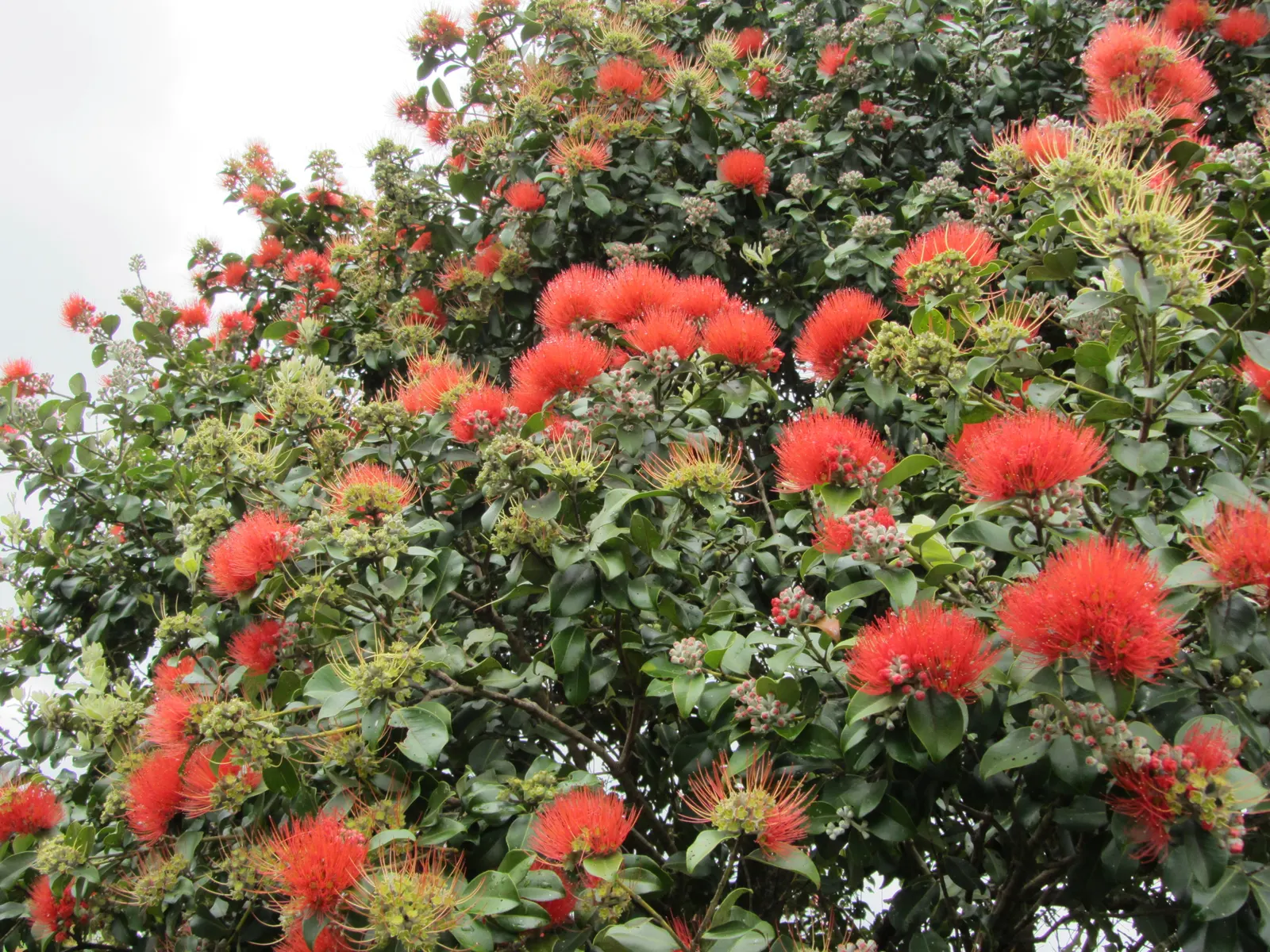 New Zealand Christmas Tree (Metrosideros Excelsa) — it requires periodic maintenance; the New Zealand Christmas Tree demands ample space to, image 45