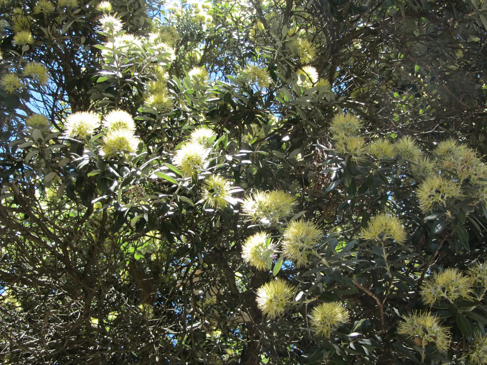 New Zealand Christmas Tree (Metrosideros Excelsa) — The New Zealand Chris&trade;as Tree