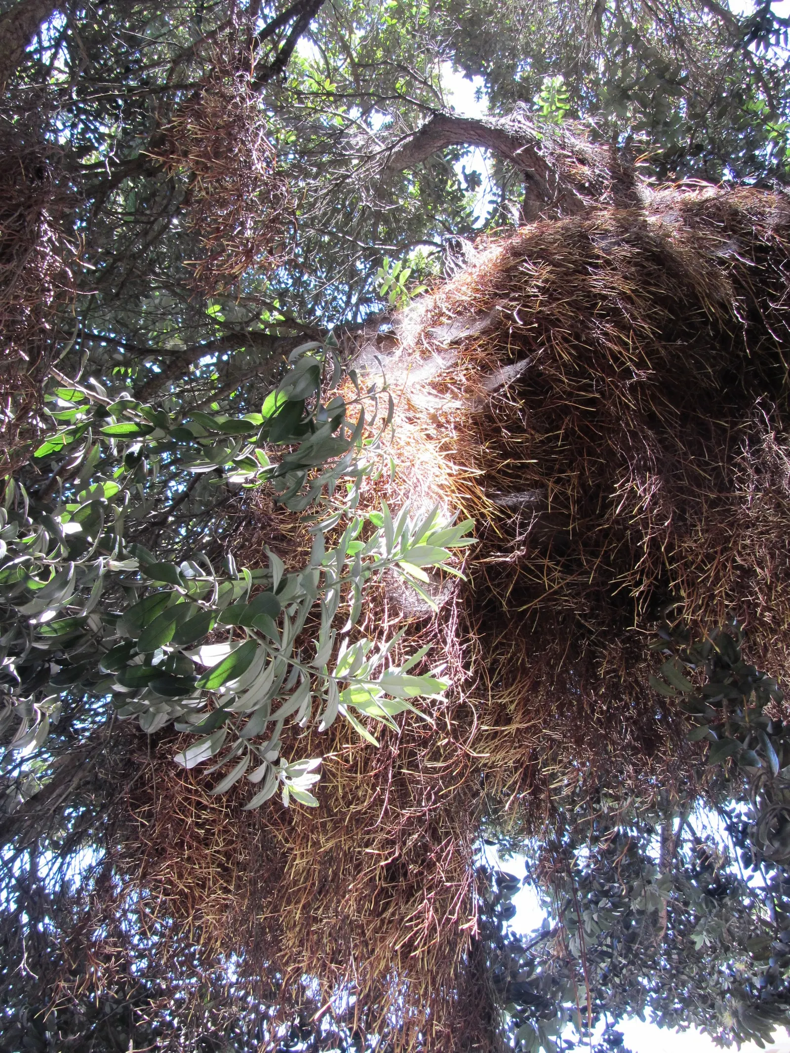 New Zealand Christmas Tree (Metrosideros Excelsa) — Suited to USDA zones 9-11, it's wind-resistant, tolerates sandy soils, and prefers full sun, image 36