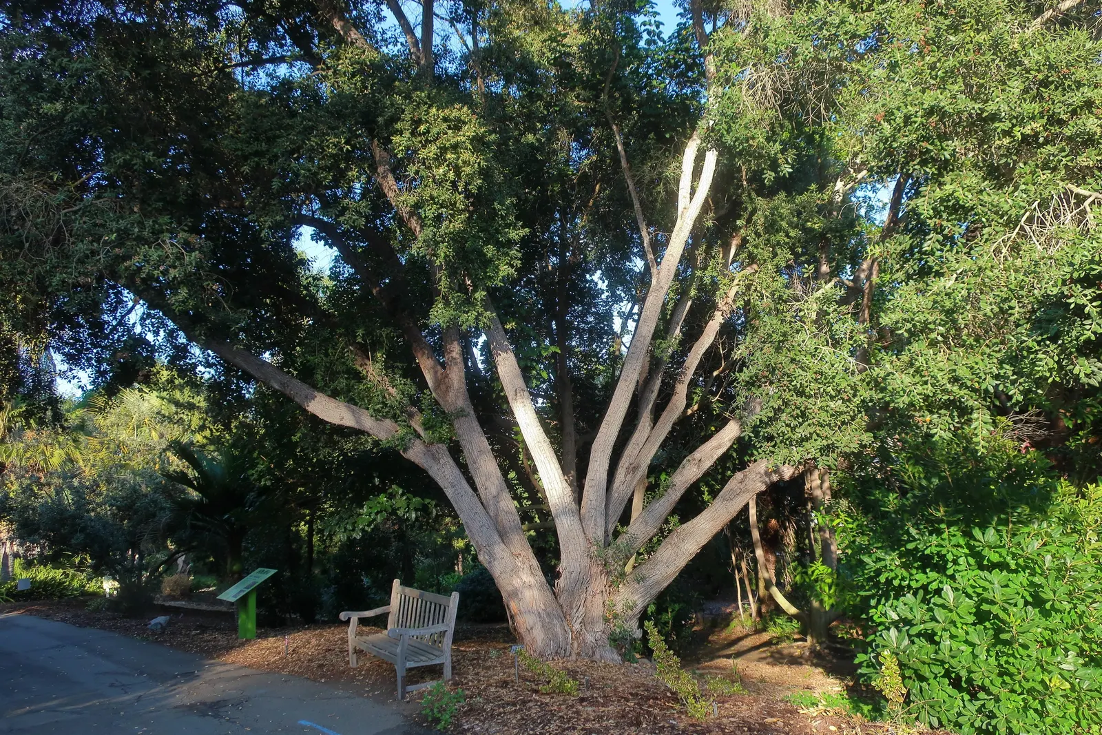 New Zealand Christmas Tree (Metrosideros Excelsa) — are a magnet for local birdlife and pollinators; measuring about 2 to 5 inches in length, image 43