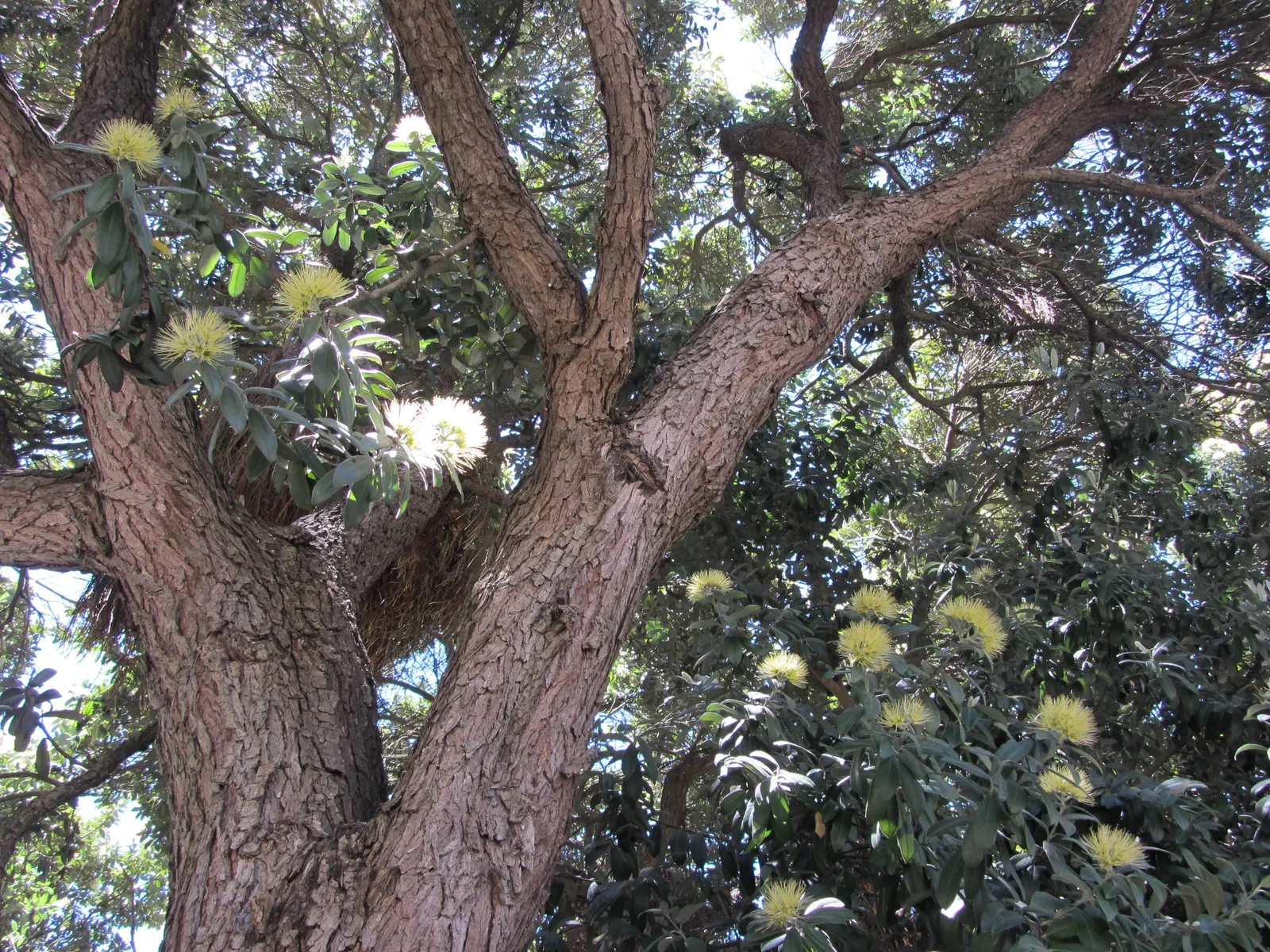 New Zealand Christmas Tree (Metrosideros Excelsa) — The New Zealand Chris&trade;as Tree; suited to USDA zones 9-11, it's wind-resistant, tolerates, image 33