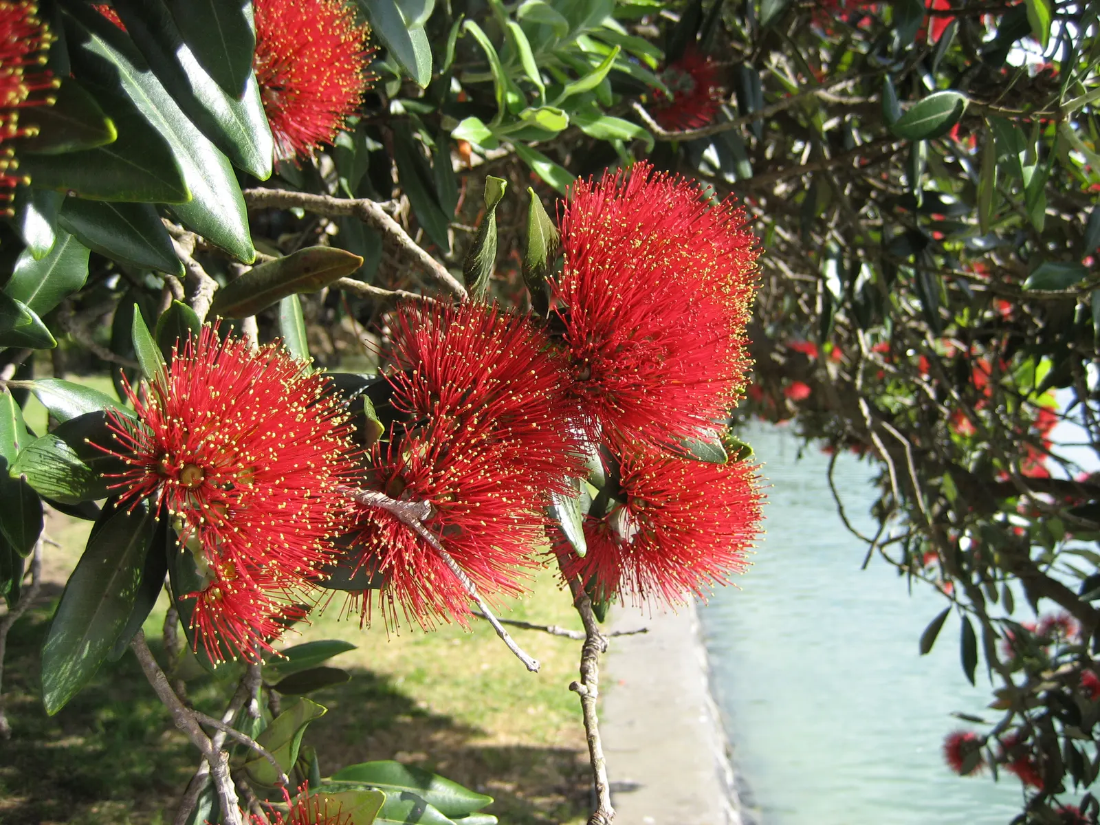 New Zealand Christmas Tree (Metrosideros Excelsa) — the New Zealand Christmas Tree demands ample space to flourish fully; widely known as Metrosideros excelsa