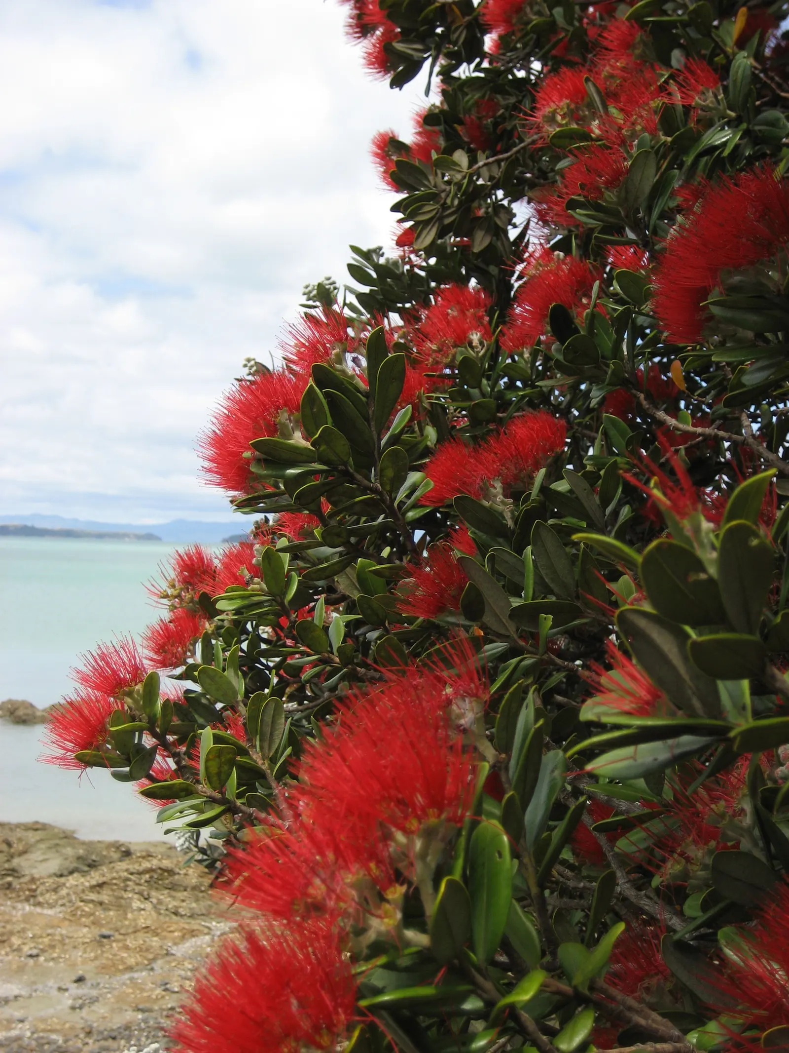 New Zealand Christmas Tree (Metrosideros Excelsa) — constitutes a hallmark species for coastal regions