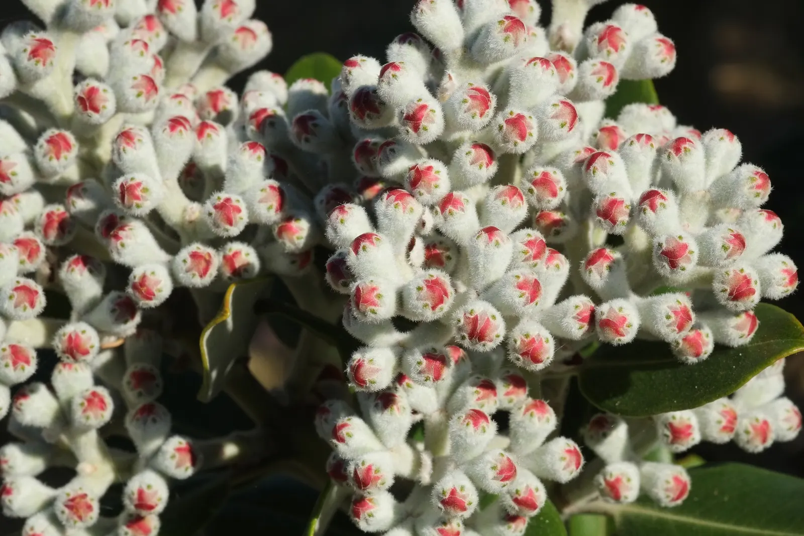 New Zealand Christmas Tree (Metrosideros Excelsa) — Its leaves are leathery in texture and dark green above with a silver-white underside