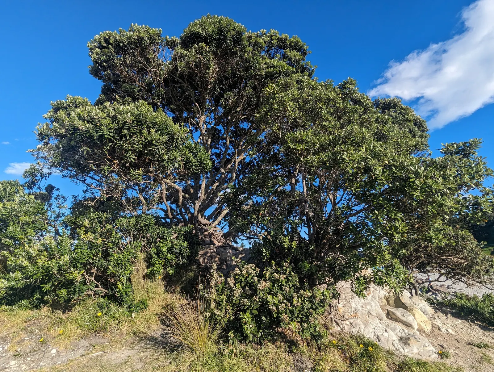 New Zealand Christmas Tree (Metrosideros Excelsa) — is an evergreen specimen reaching heights of 30-50 ft with 20-35 ft spread; are a magnet for local birdlife