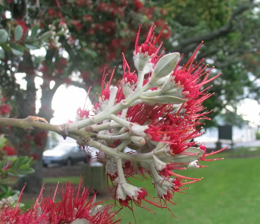 New Zealand Christmas Tree (Metrosideros Excelsa) — is an evergreen specimen reaching heights of 30-50 ft with 20-35 ft spread