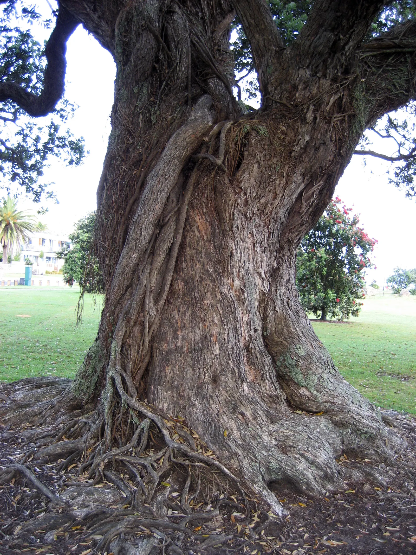 New Zealand Christmas Tree (Metrosideros Excelsa) — widely known as Metrosideros excelsa