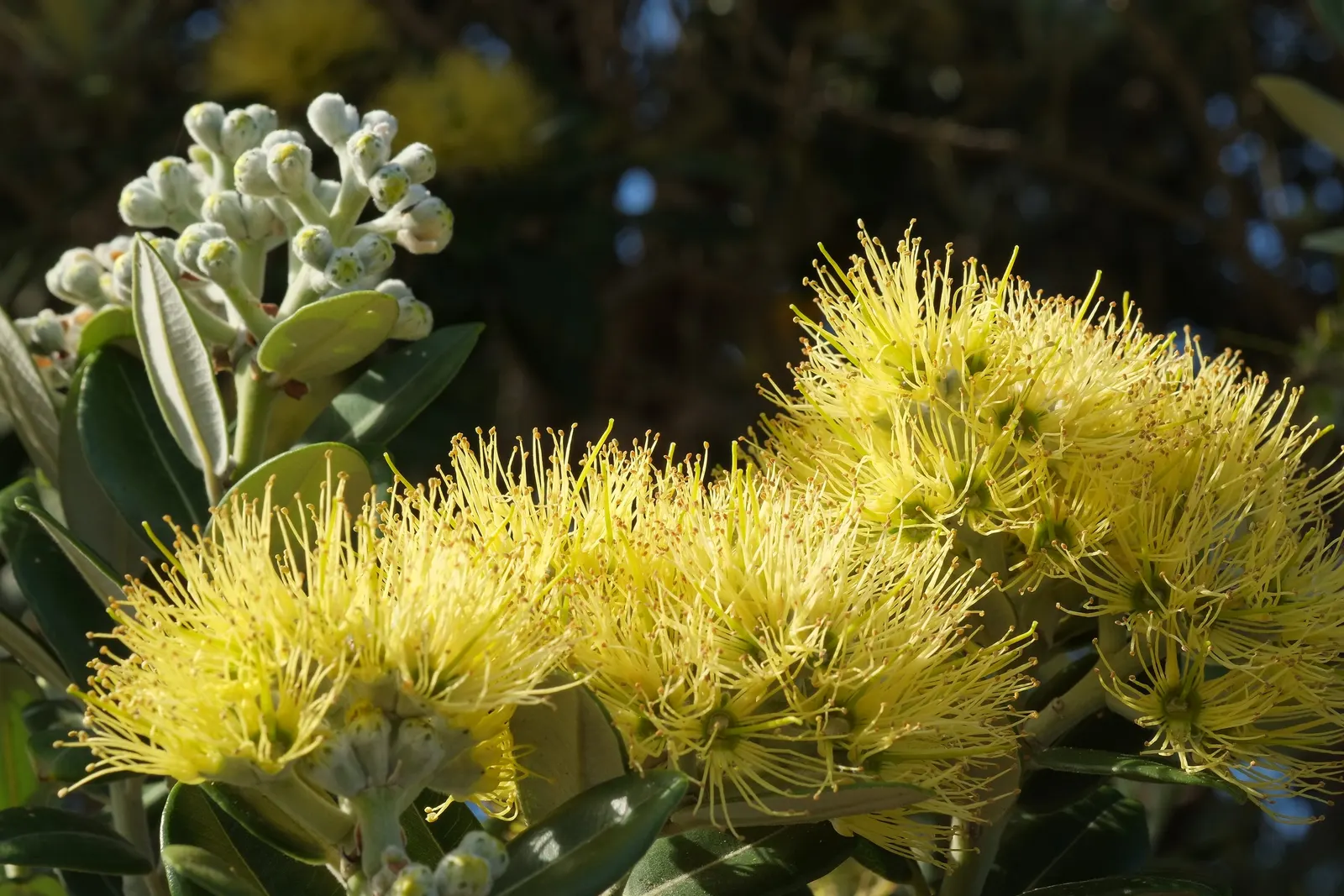 New Zealand Christmas Tree (Metrosideros Excelsa) — shrub / tree with red blooms