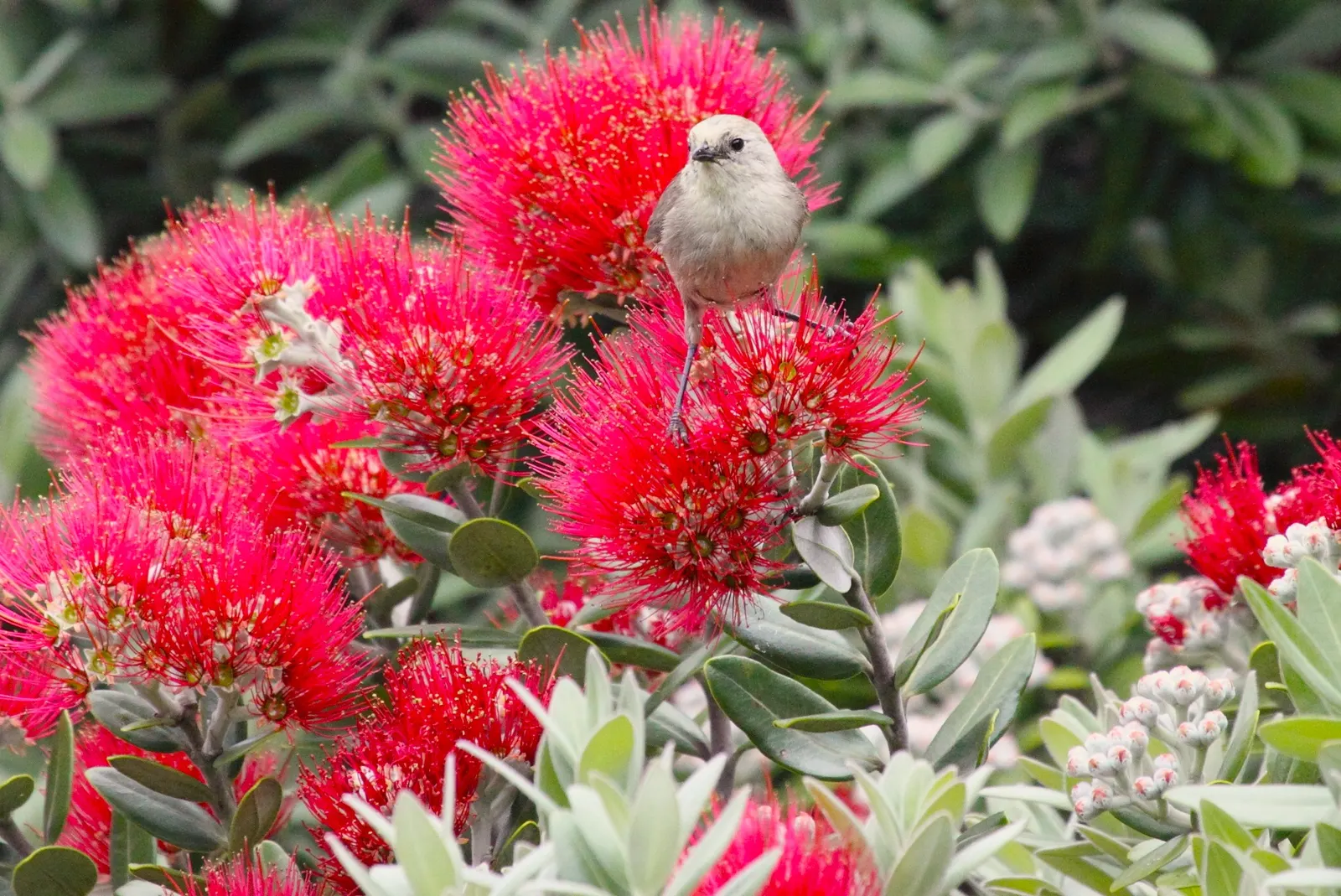 New Zealand Christmas Tree (Metrosideros Excelsa) — constitutes a hallmark species for coastal regions; spreading canopy of 20 to 35 feet wide