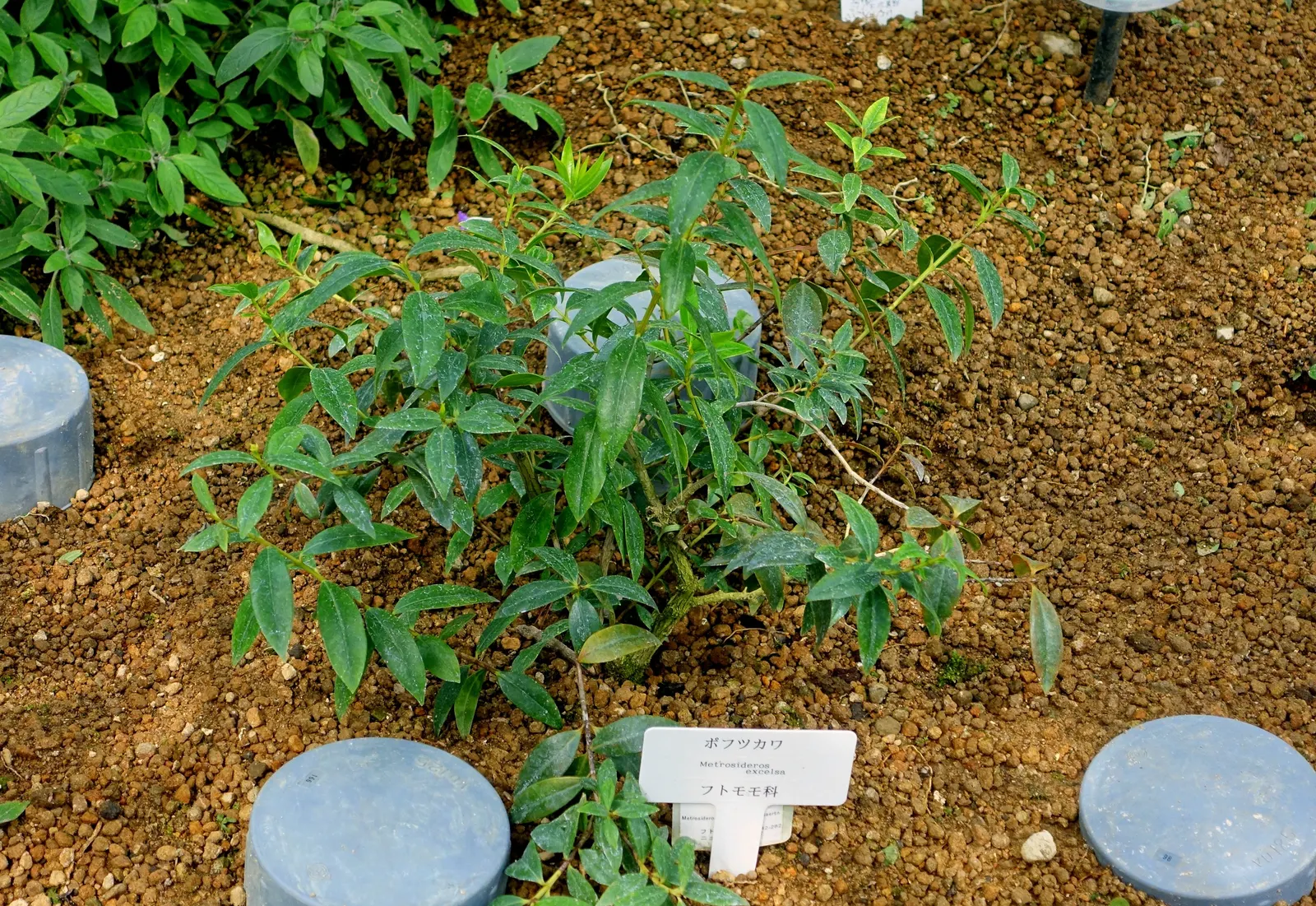 New Zealand Christmas Tree (Metrosideros Excelsa) — are a magnet for local birdlife and pollinators