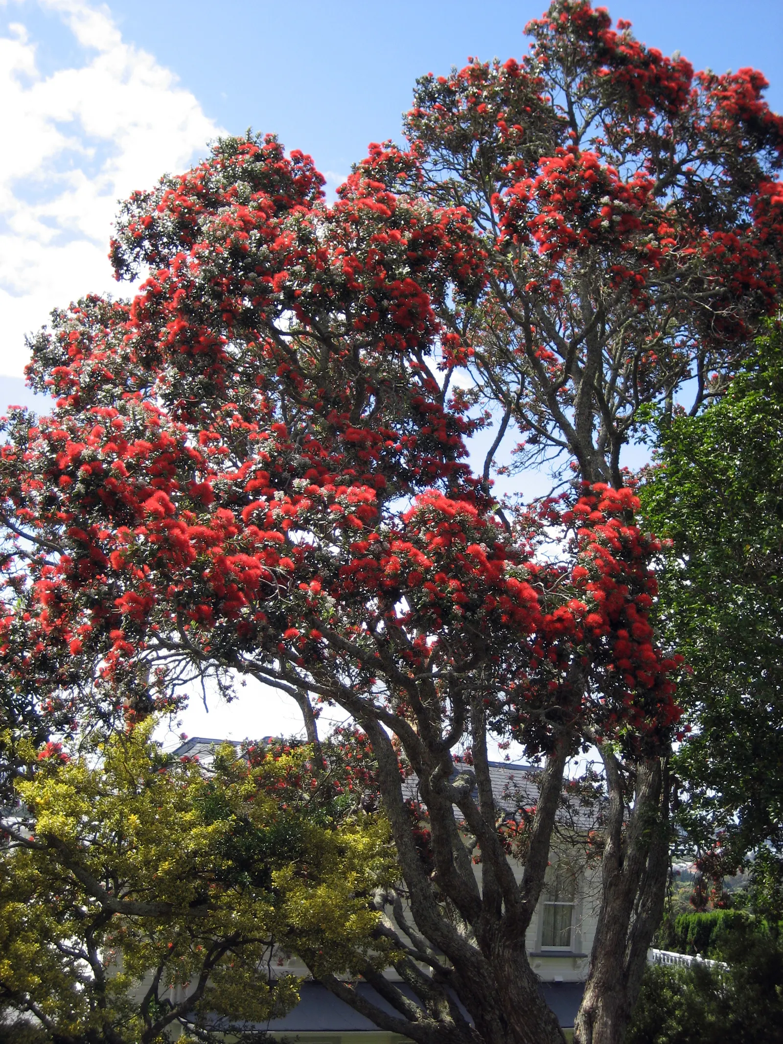 New Zealand Christmas Tree (Metrosideros Excelsa) — spreading canopy of 20 to 35 feet wide