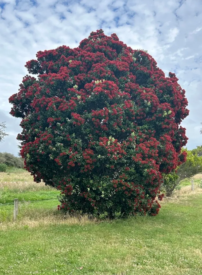 New Zealand Christmas Tree (Metrosideros Excelsa) — widely known as Metrosideros excelsa; shrub / tree for full