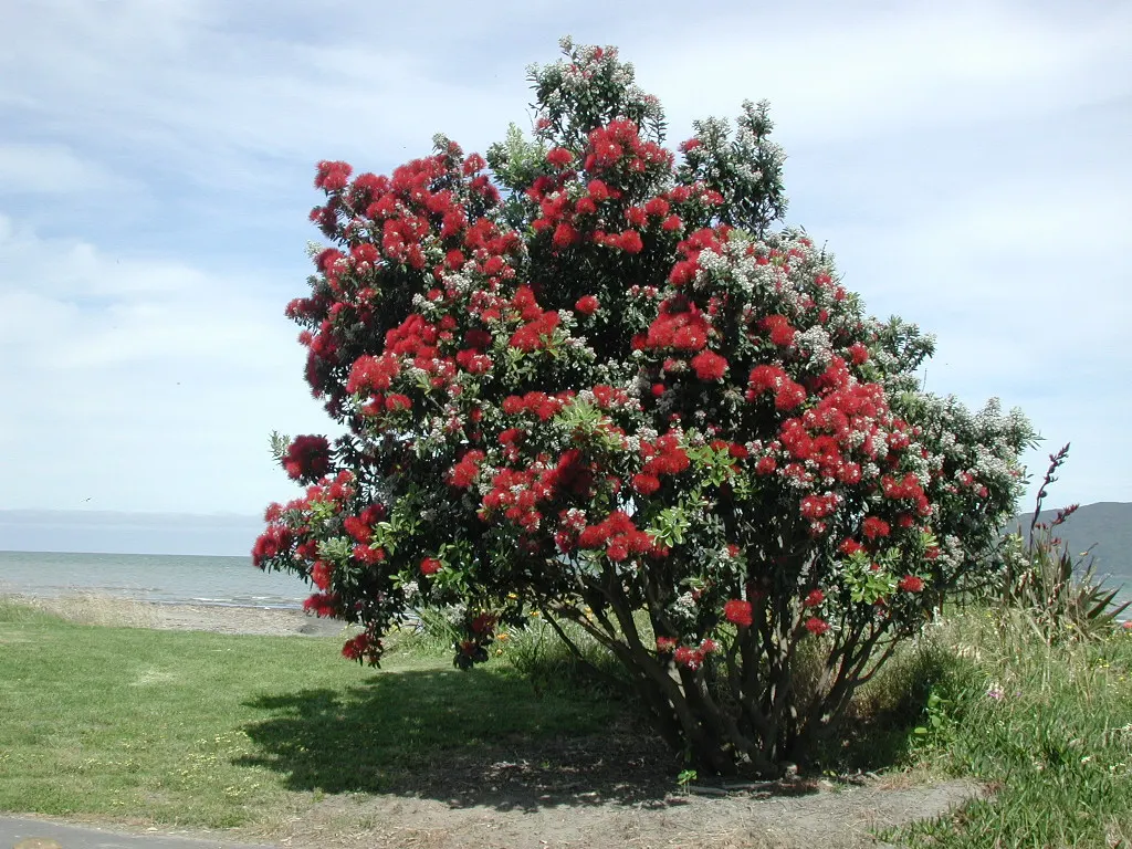 New Zealand Christmas Tree (Metrosideros Excelsa) — measuring about 2 to 5 inches in length