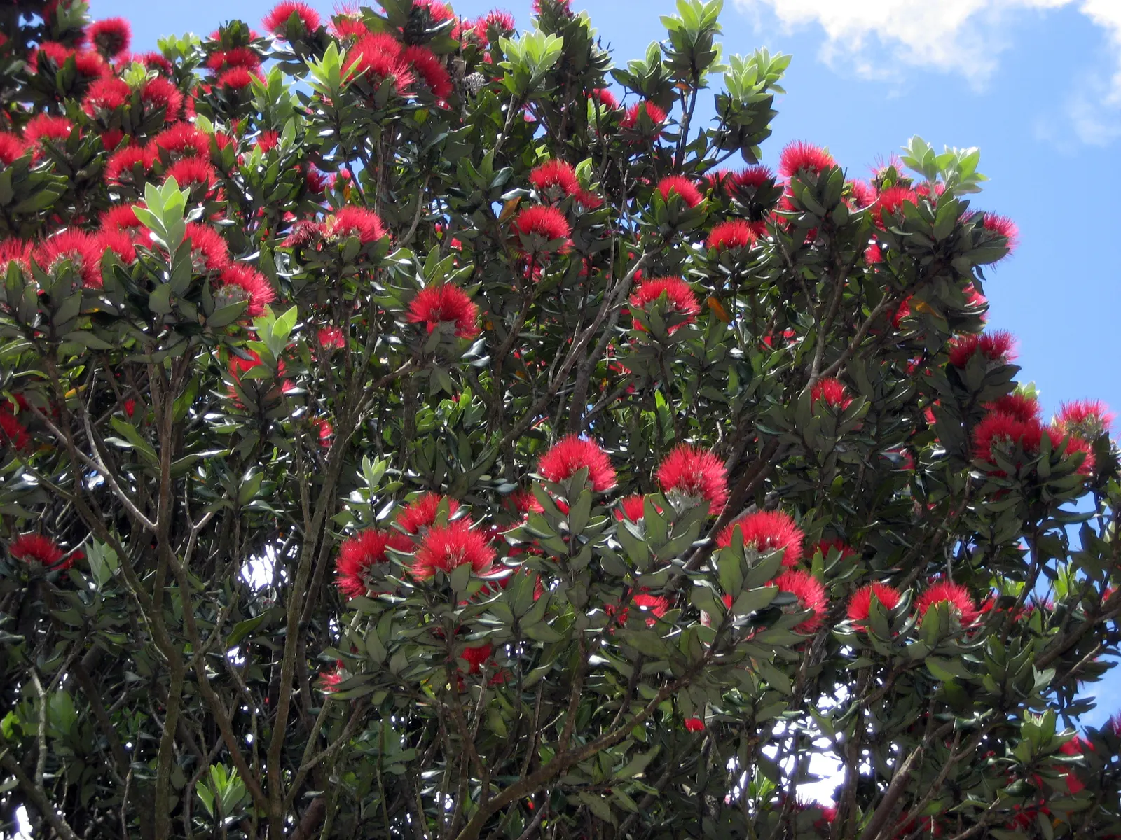 New Zealand Christmas Tree (Metrosideros Excelsa) — It boasts vibrant red, brush-like flowers blooming November-December