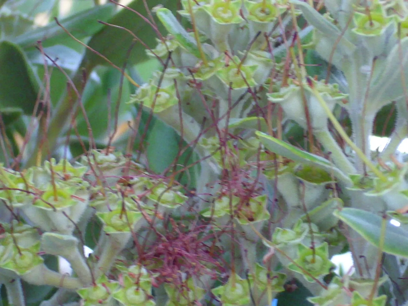 New Zealand Christmas Tree (Metrosideros Excelsa) — The New Zealand Chris&trade;as Tree; suited to USDA zones 9-11, it's wind-resistant, tolerates sandy soils