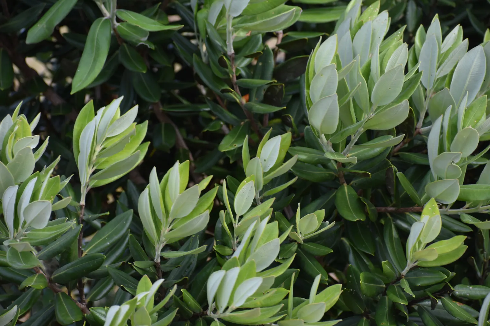 New Zealand Christmas Tree (Metrosideros Excelsa) — It boasts vibrant red, brush-like flowers blooming November-December; is an evergreen specimen reaching