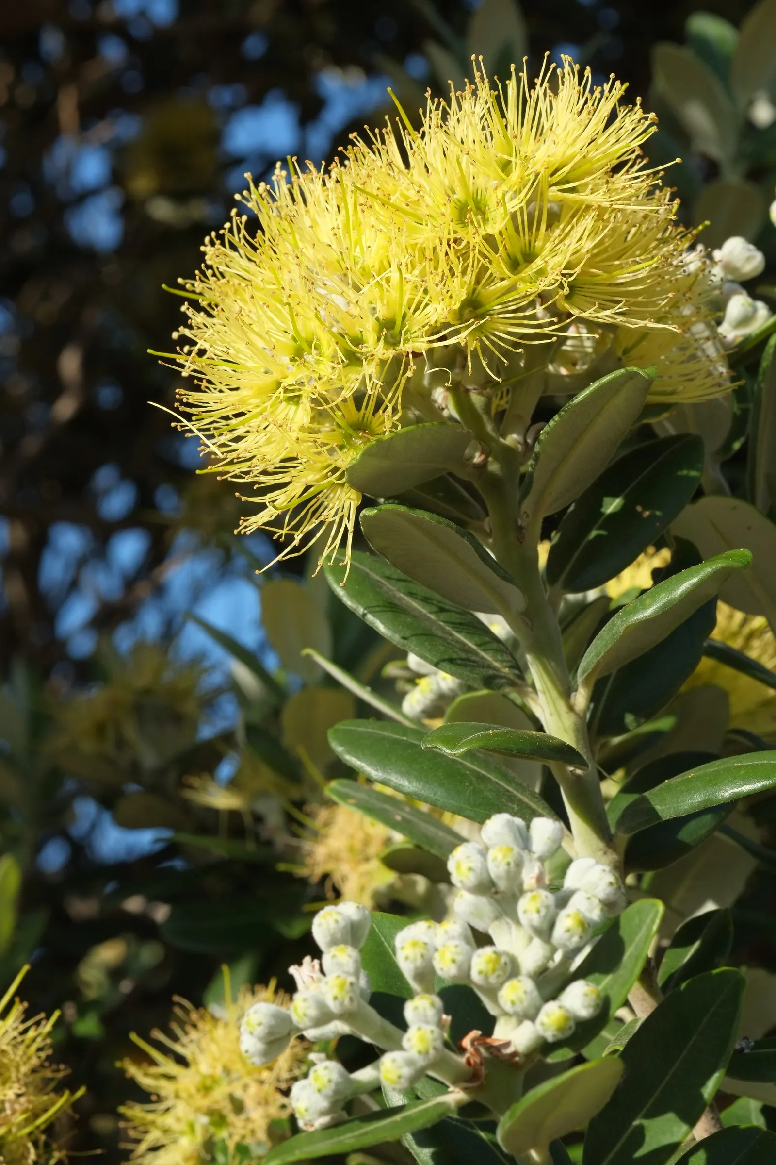 New Zealand Christmas Tree (Metrosideros Excelsa) — shrub / tree for full