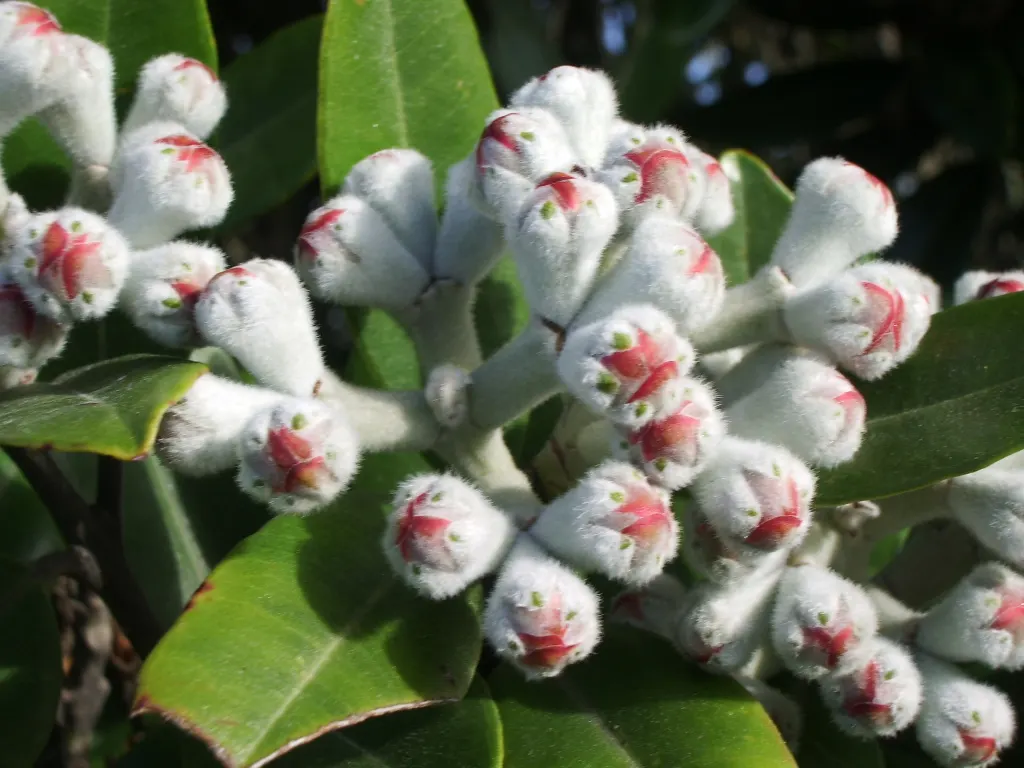New Zealand Christmas Tree (Metrosideros Excelsa) — Suited to USDA zones 9-11, it's wind-resistant, tolerates sandy soils, and prefers full sun; its leaves are
