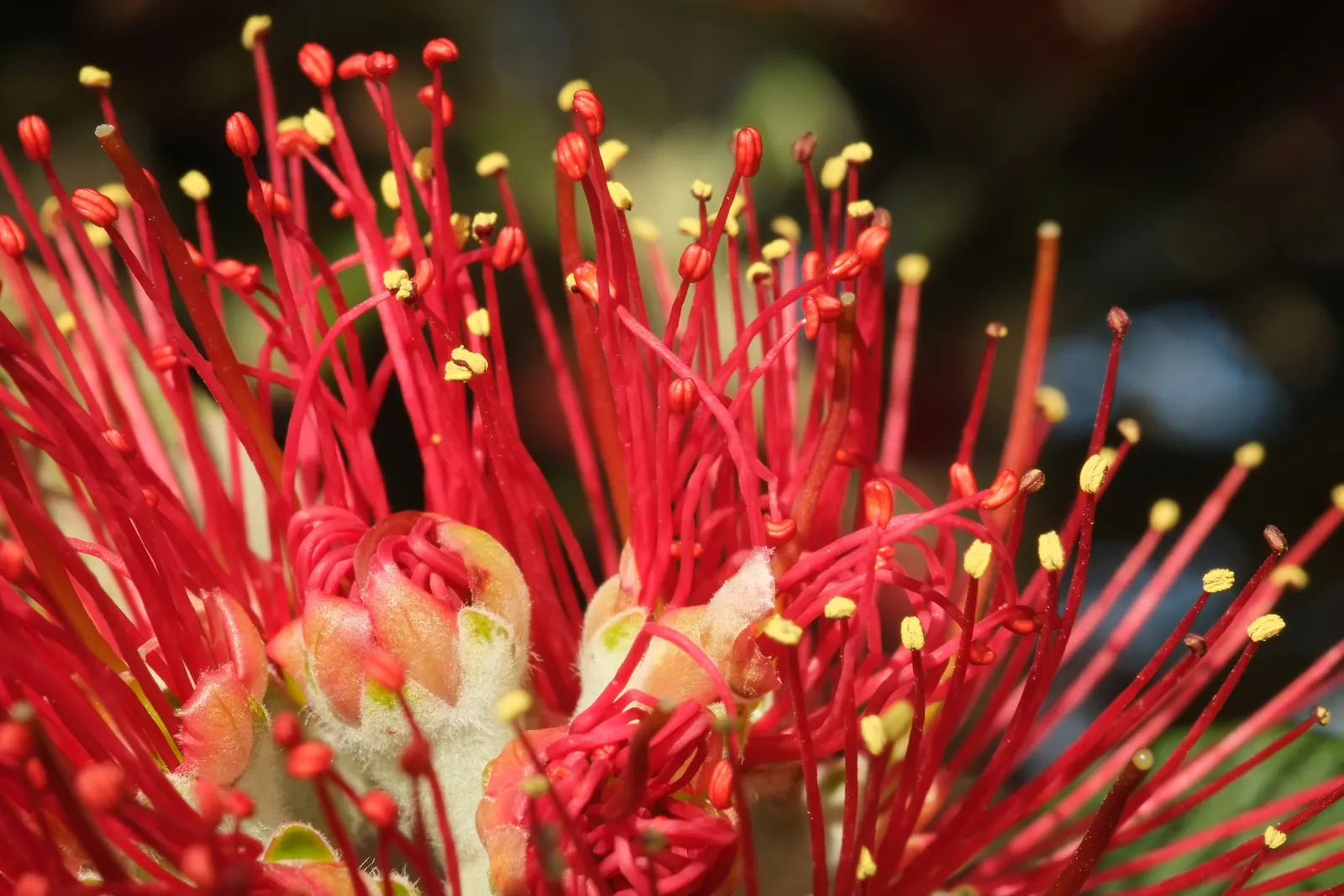 New Zealand Christmas Tree (Metrosideros Excelsa) — Metrosideros excelsa thrives in USDA hardiness zones 9 through 11; the New Zealand Chris&trade;as Tree