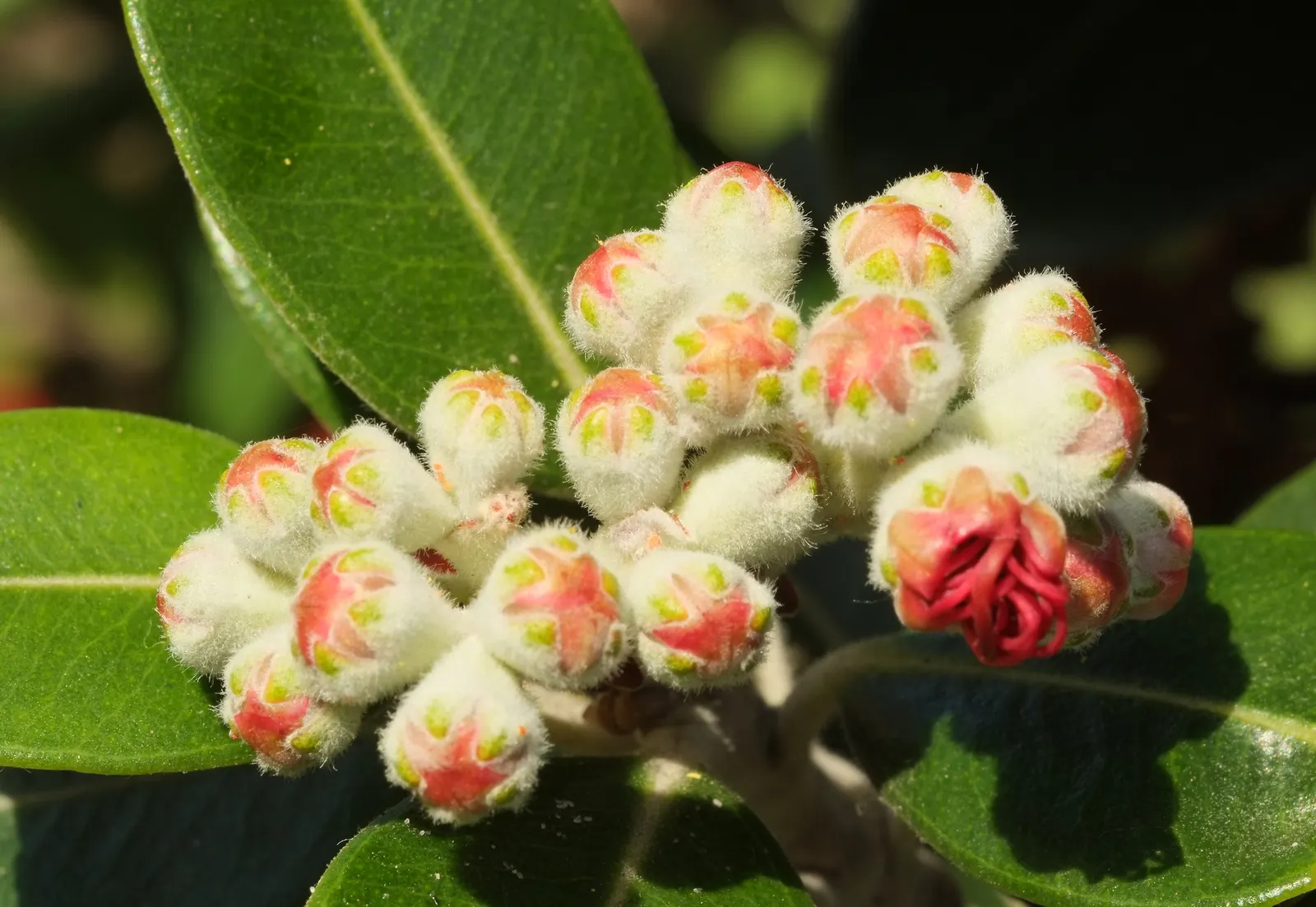 New Zealand Christmas Tree (Metrosideros Excelsa) — Metrosideros excelsa thrives in USDA hardiness zones 9 through 11