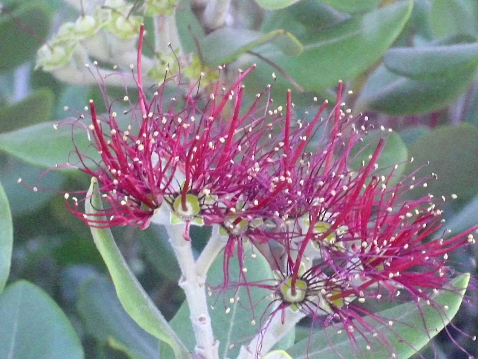 New Zealand Christmas Tree (Metrosideros Excelsa) — red flowers in the garden