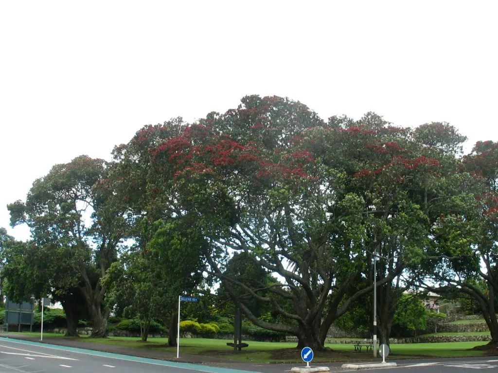 New Zealand Christmas Tree (Metrosideros Excelsa) — the New Zealand Christmas Tree demands ample space to flourish fully