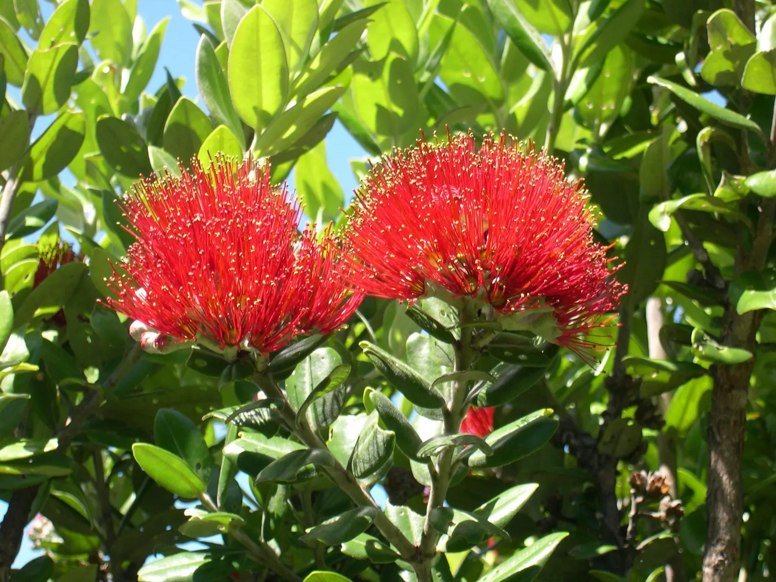New Zealand Christmas Tree (Metrosideros Excelsa) — Its leaves are leathery in texture and dark green above with a silver-white underside; metrosideros excelsa