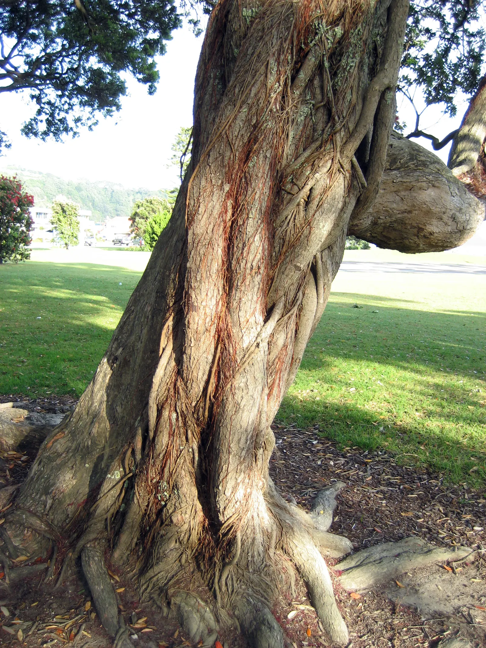 New Zealand Christmas Tree (Metrosideros Excelsa) — Suited to USDA zones 9-11, it's wind-resistant, tolerates sandy soils, and prefers full sun