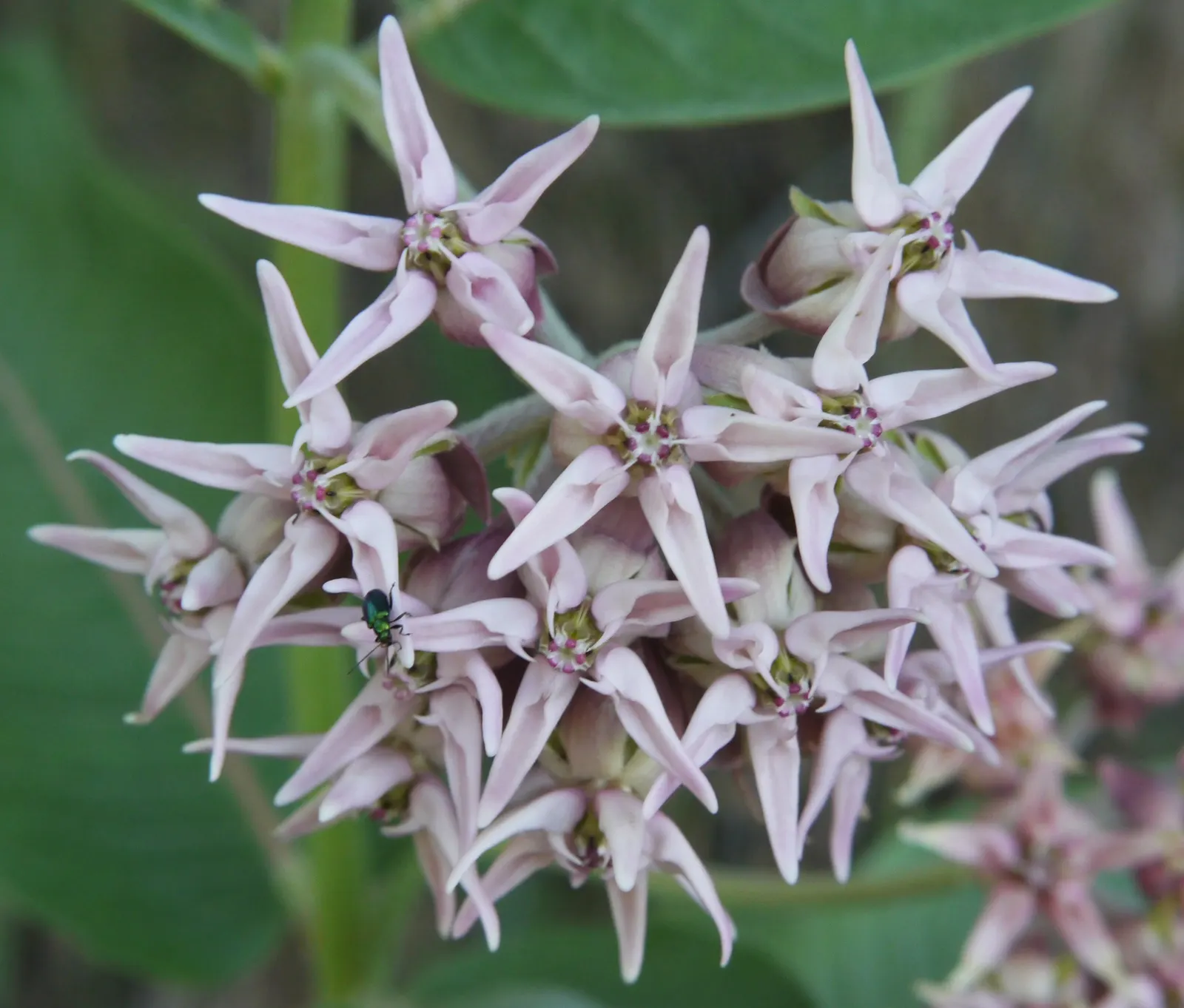 Showy Milkweed (Asclepias Speciosa) — this plant is renowned for its role as a vital host for Monarch butterflies