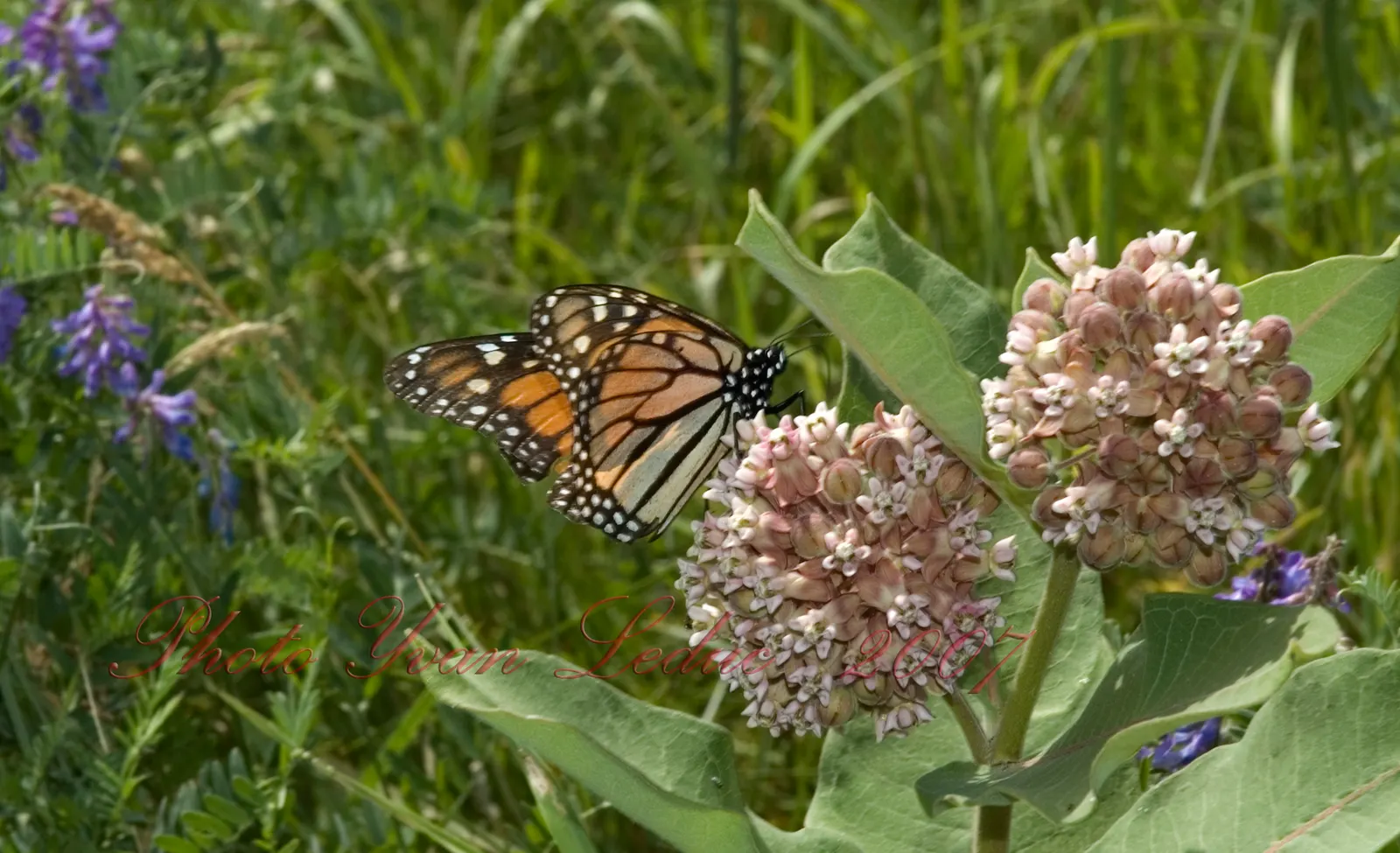 Showy Milkweed (Asclepias Speciosa) — large leaves.<br><br>Reaching heights of about 2 to 4 feet with a similar spread; it is drought-tolerant once, image 67