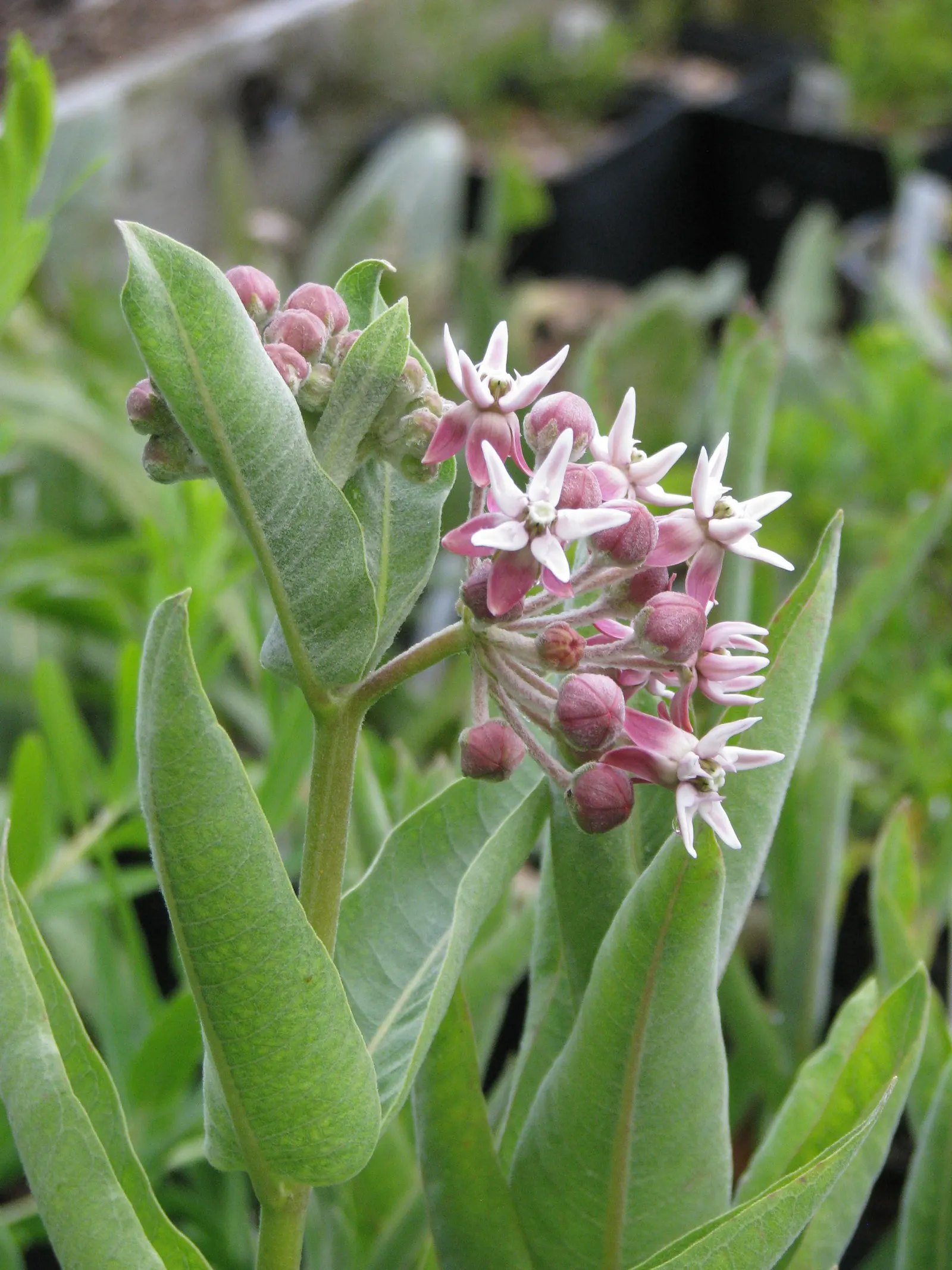 Showy Milkweed (Asclepias Speciosa) — Essential for pollinators, especially monarch butterflies, it's an eco-conscious choice; enhancing the, image 60