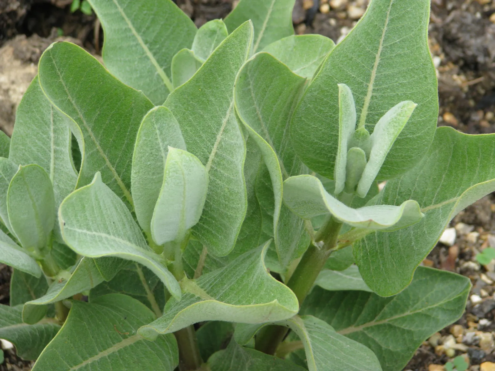 Showy Milkweed (Asclepias Speciosa) — upright growth habit and attractive foliage; essential for pollinators, especially monarch butterflies, it's, image 97