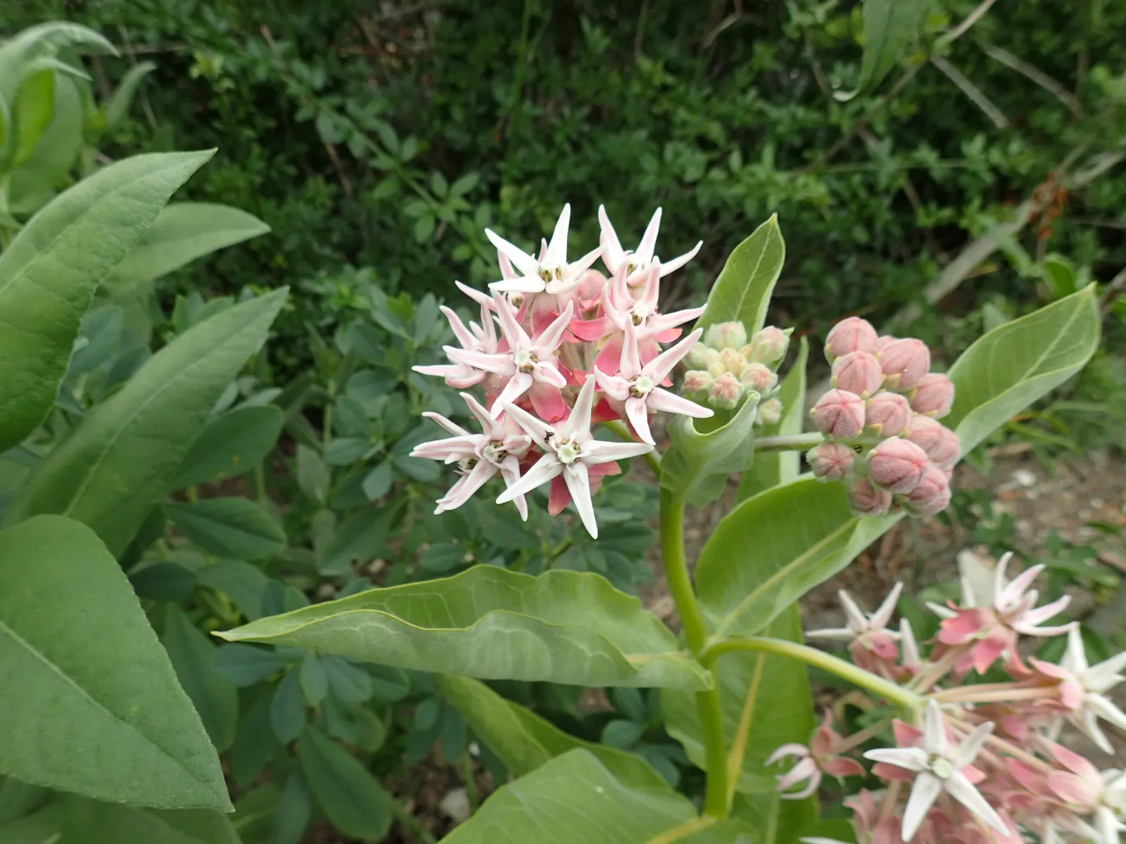 Showy Milkweed (Asclepias Speciosa) — where its showy presence and ecological benefits can be fully appreciated