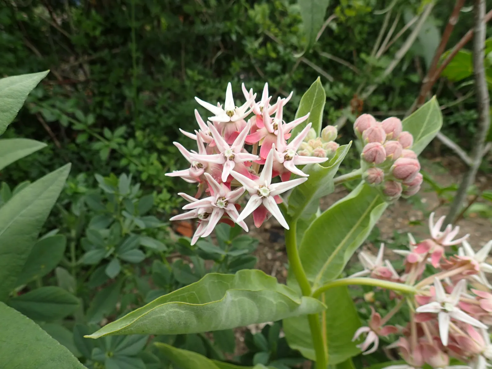 Showy Milkweed (Asclepias Speciosa) — perennial for full; enhancing the aesthetic and wildlife value of your client's garden, image 112