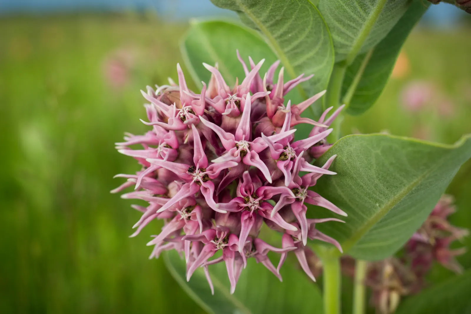 Showy Milkweed (Asclepias Speciosa) — is a perennial wildflower native to the western and central regions of North America; it is drought-tolerant once