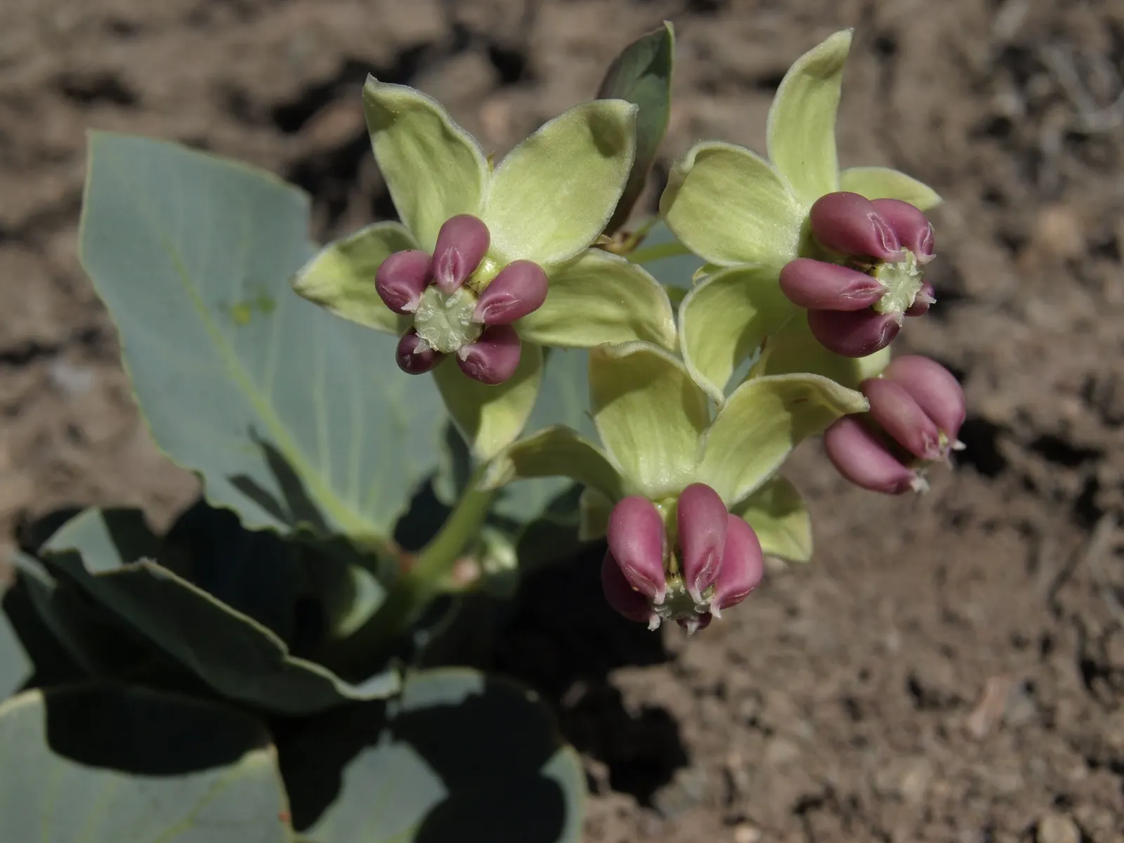Showy Milkweed (Asclepias Speciosa) — Ideal to naturalize in wildflower meadows or borders; large leaves.<br><br>Reaching heights of about 2 to 4, image 90