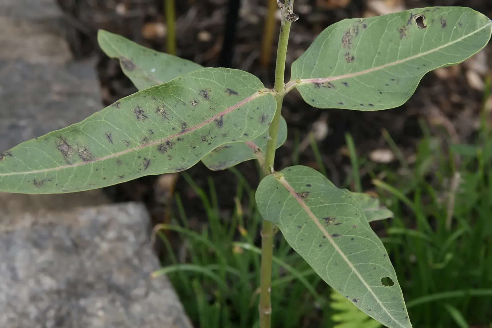 Showy Milkweed (Asclepias Speciosa) — upright growth habit and attractive foliage; essential for pollinators, especially monarch butterflies, it's an