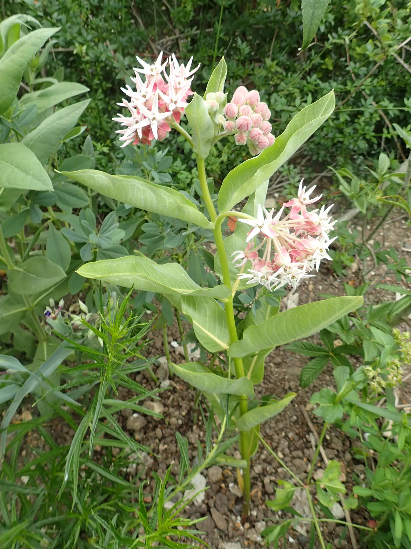 Showy Milkweed (Asclepias Speciosa) — Ideal to naturalize in wildflower meadows or borders; large leaves.<br><br>Reaching heights of about 2 to 4 feet with a