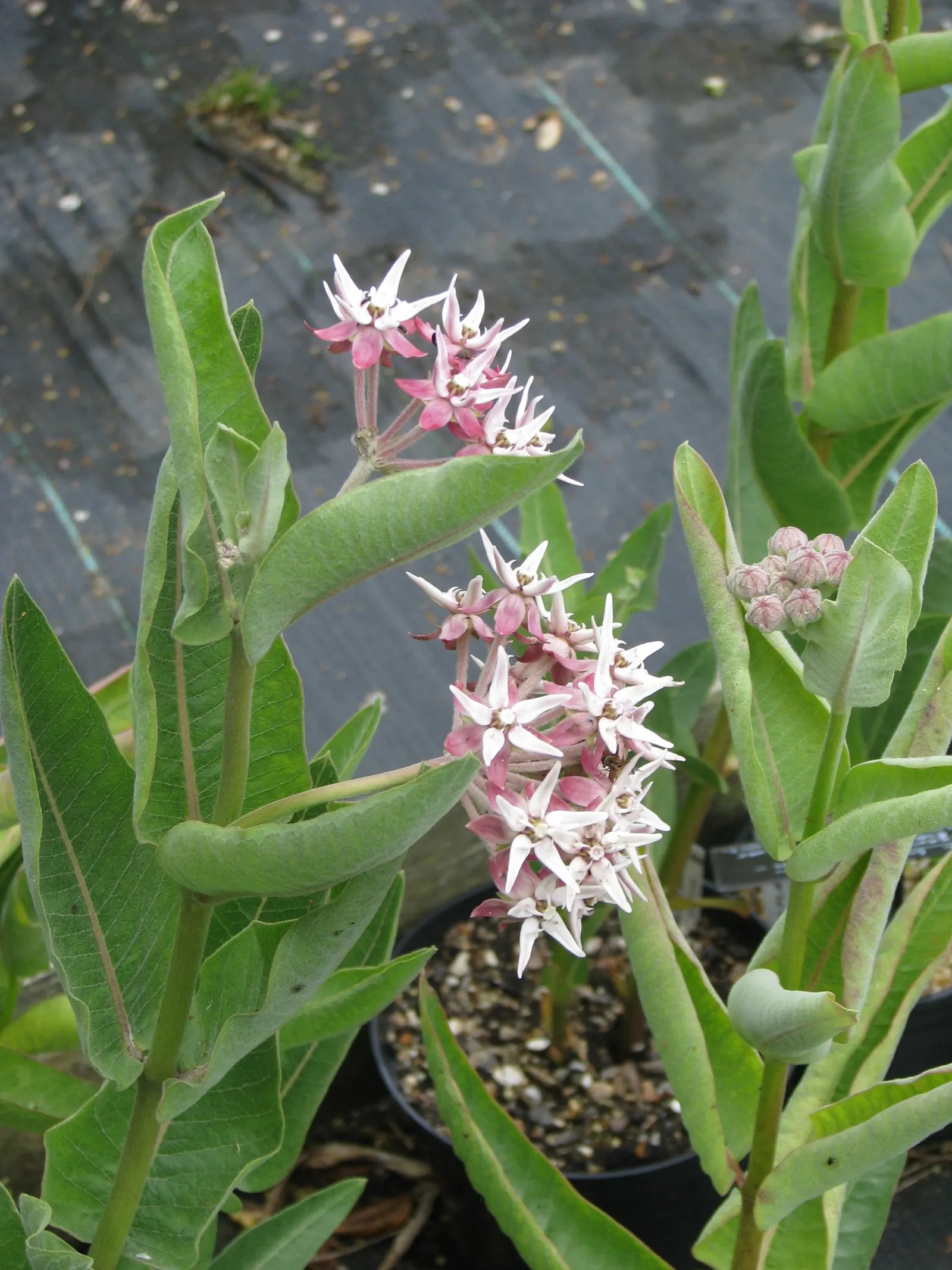 Showy Milkweed (Asclepias Speciosa) — Showy Milkweed (Asclepias speciosa) is a native perennial, celebrated for its robust pinkish-purple blooms, image 113