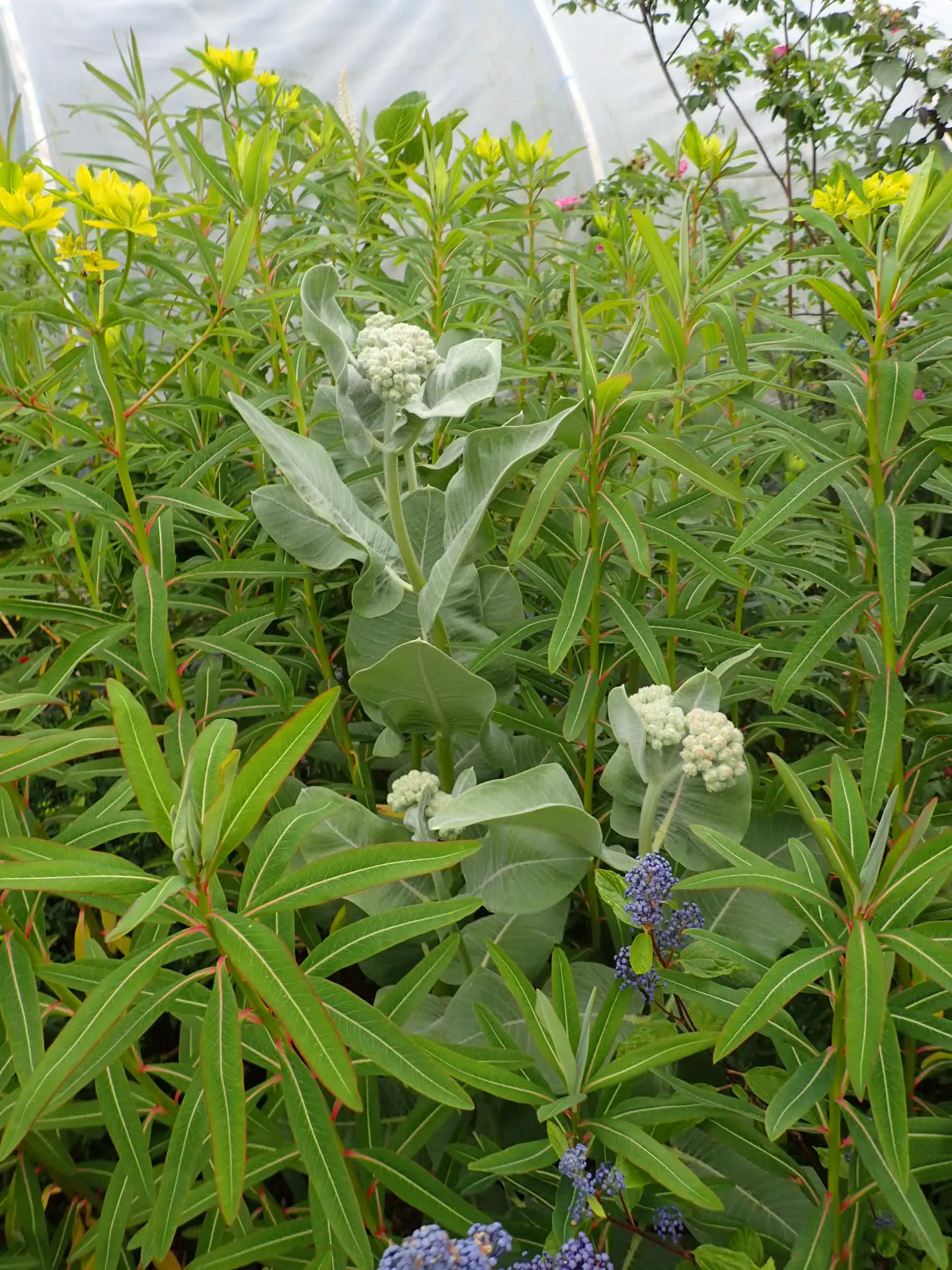 Showy Milkweed (Asclepias Speciosa) — Plant in well-draining soil; cautionary note: sap may irritate skin; essential for pollinators, especially monarch