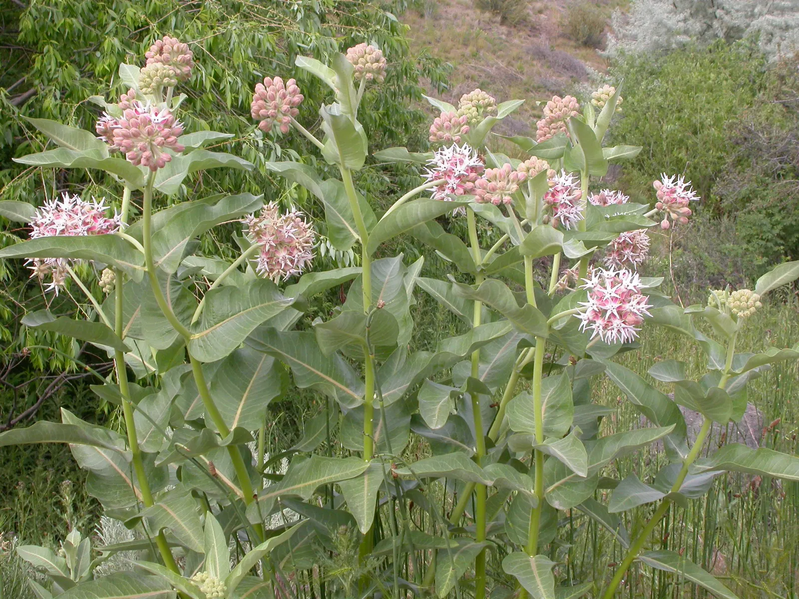 Showy Milkweed (Asclepias Speciosa) — the Showy Milkweed is characterized by its stout; enhancing the aesthetic and wildlife value of your client's, image 96