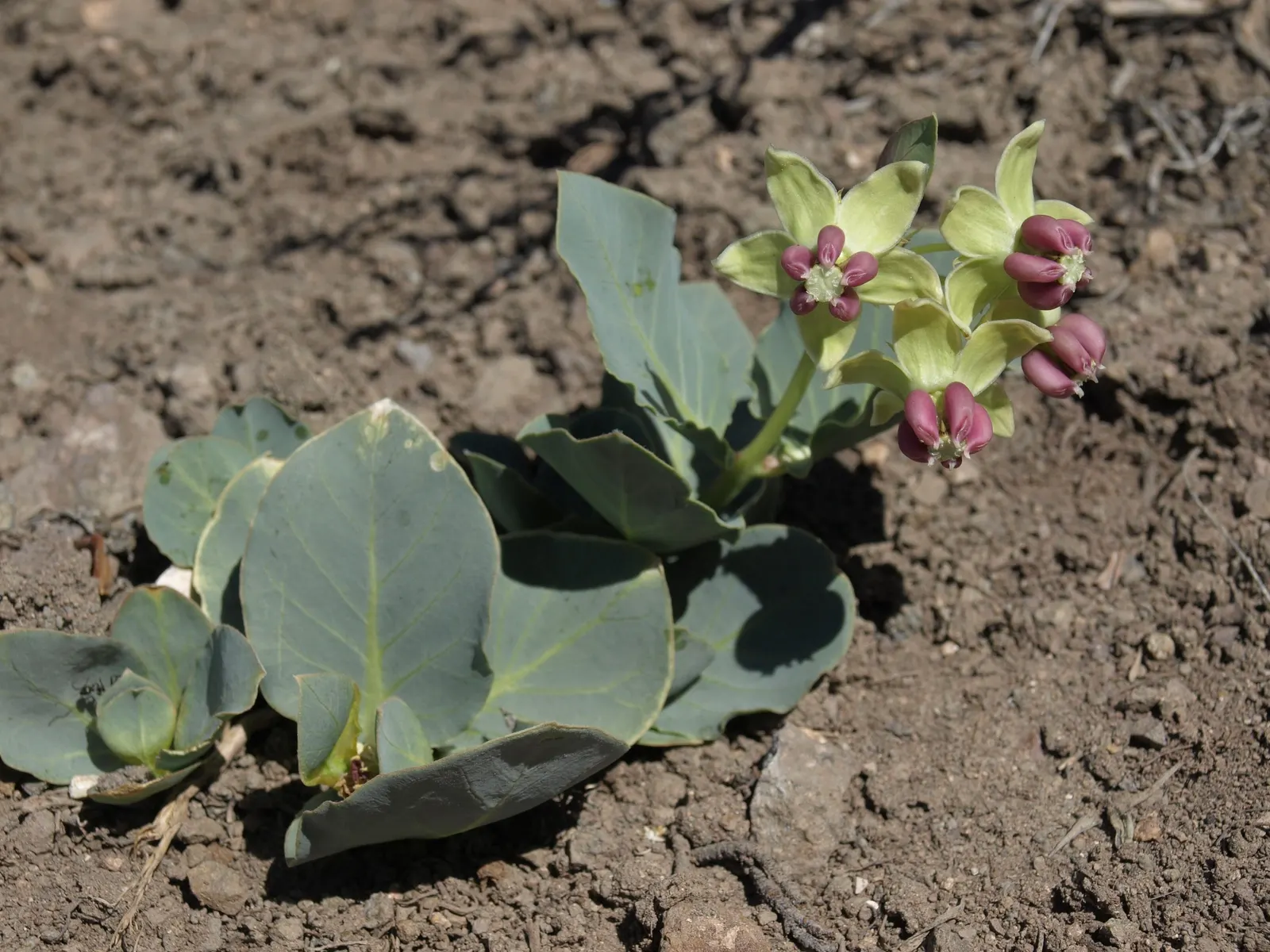 Showy Milkweed (Asclepias Speciosa) — Thriving in full sun, it grows 2-3 ft tall, with a 1-2 ft spread, and flourishes in zones 3-9; large, image 86